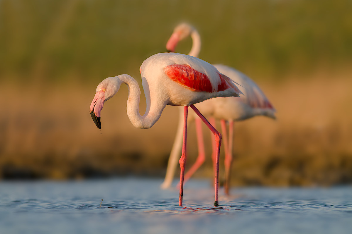 fenicotteri al tramonto