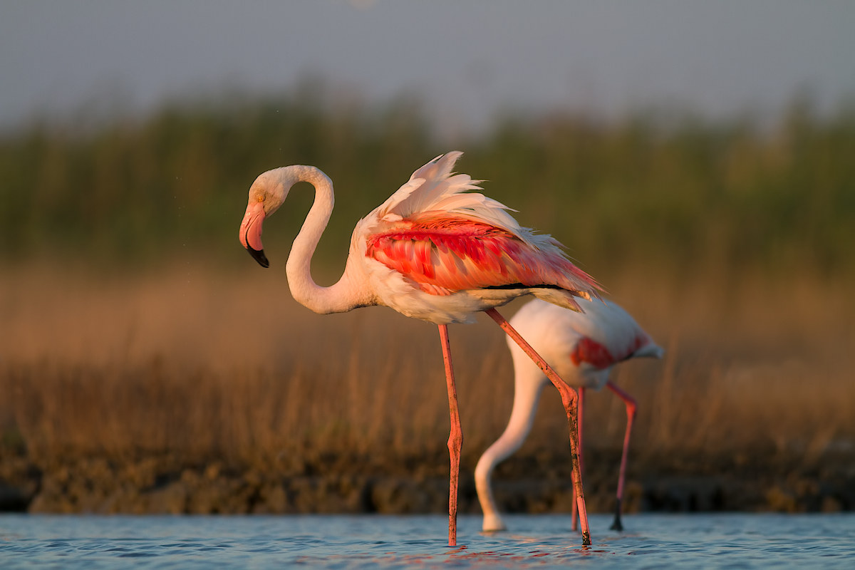 fenicotteri al tramonto