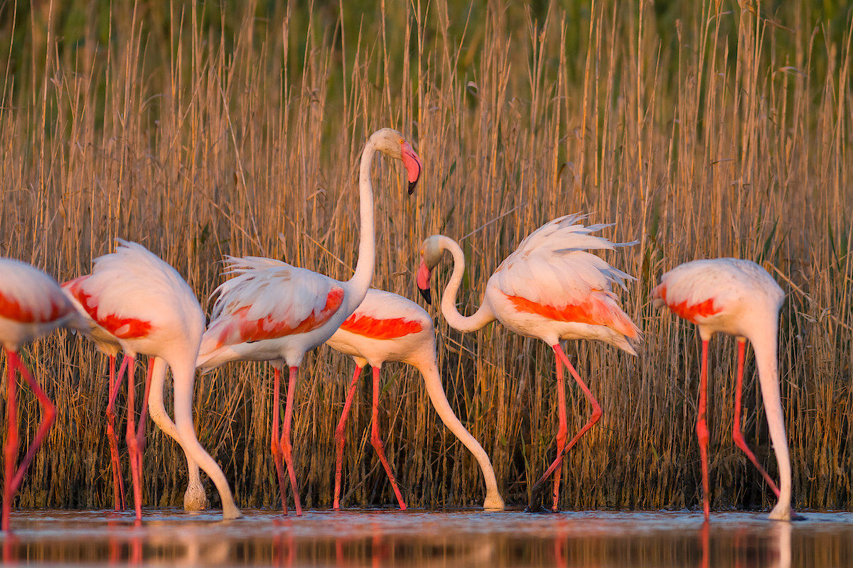fenicotteri al tramonto