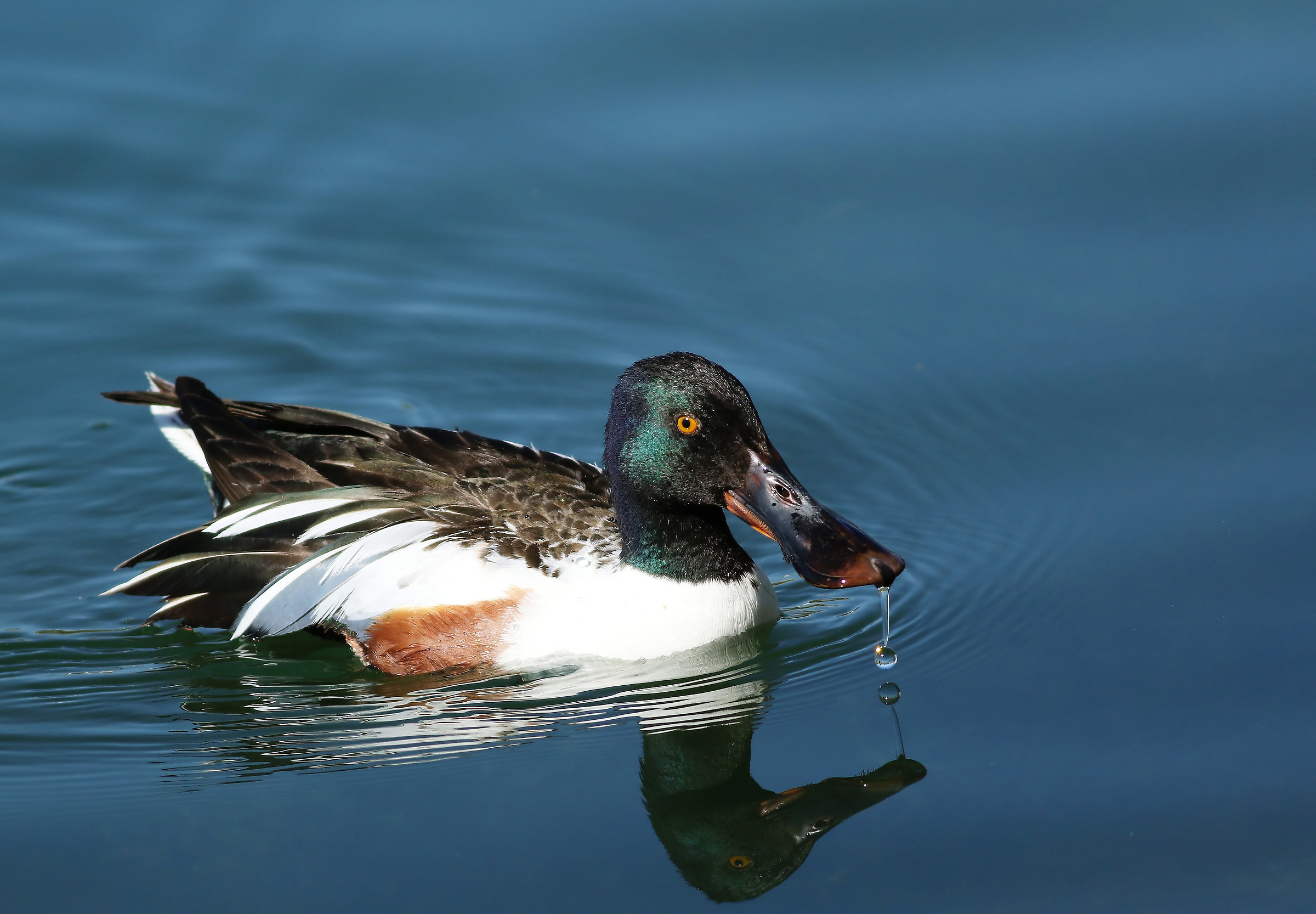 Buona fino all'ultima goccia