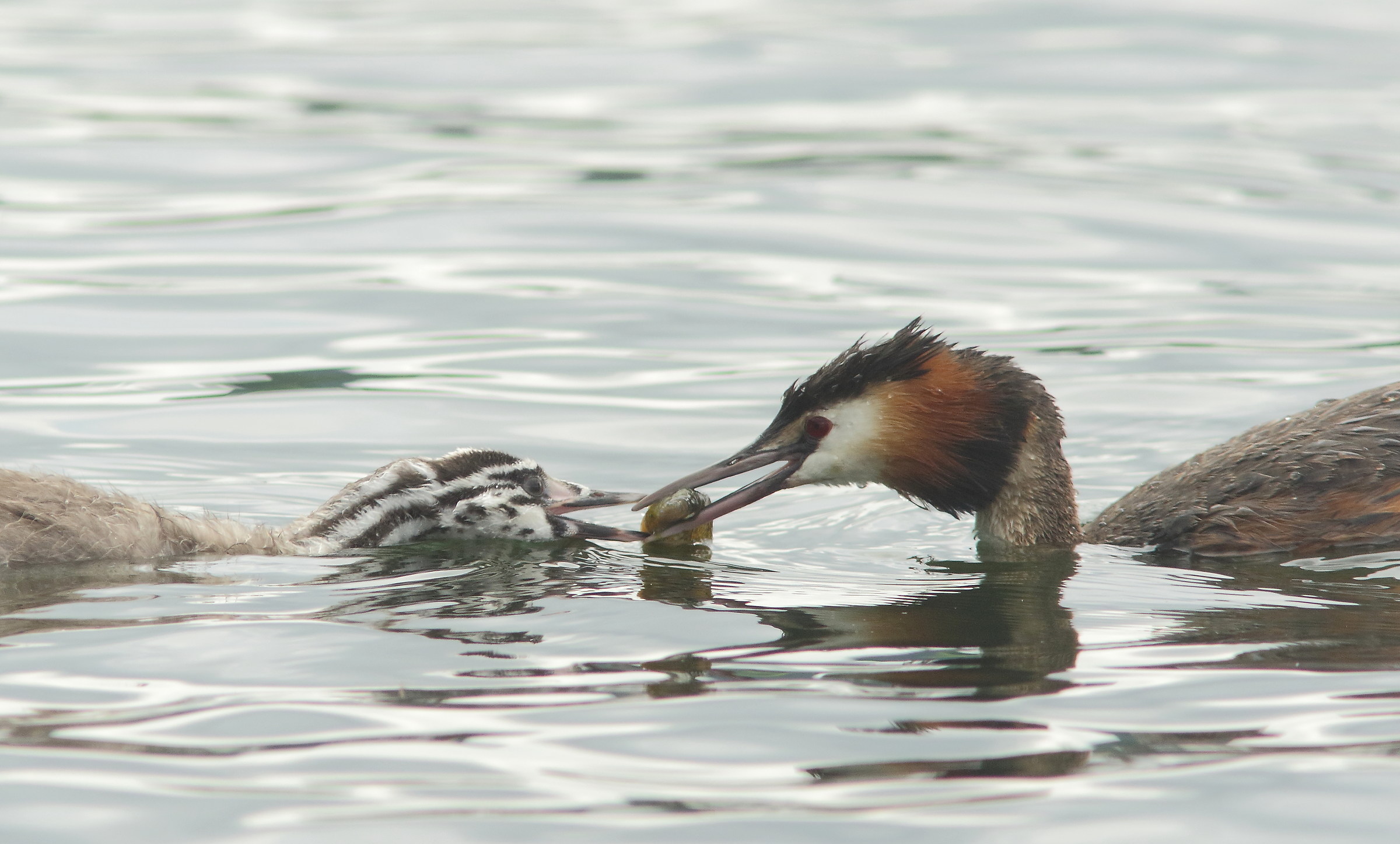 l'imbeccata dello svasso