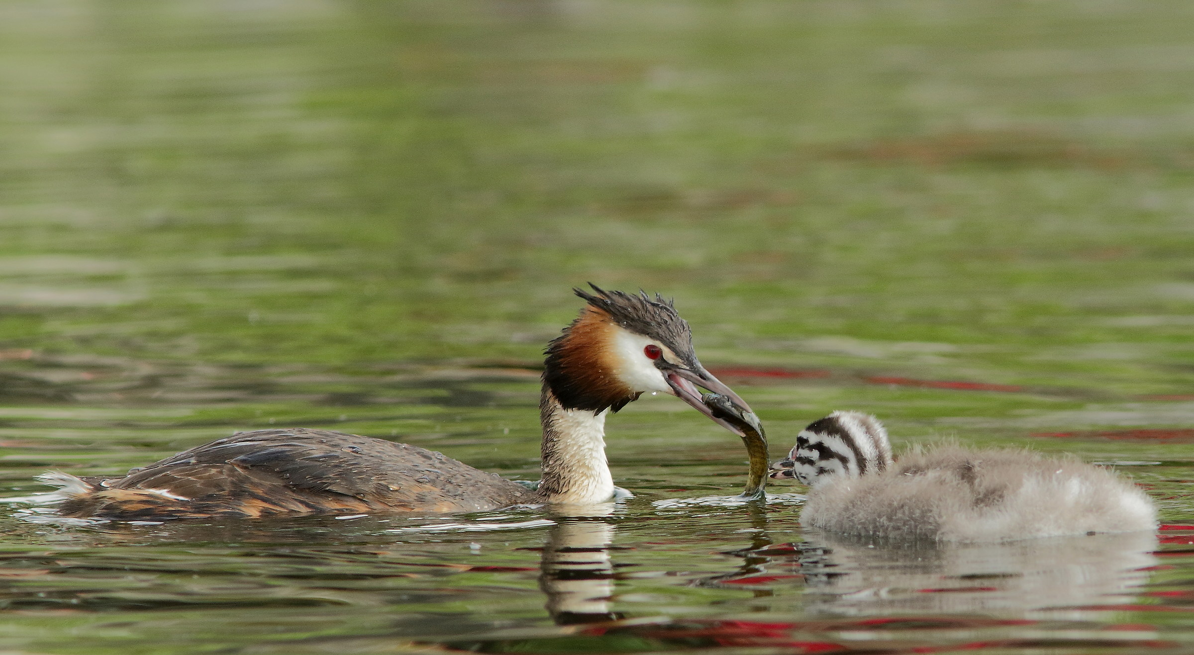 arriva il pasto x il piccolo