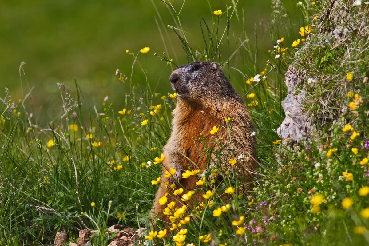 Marmot in his garden
