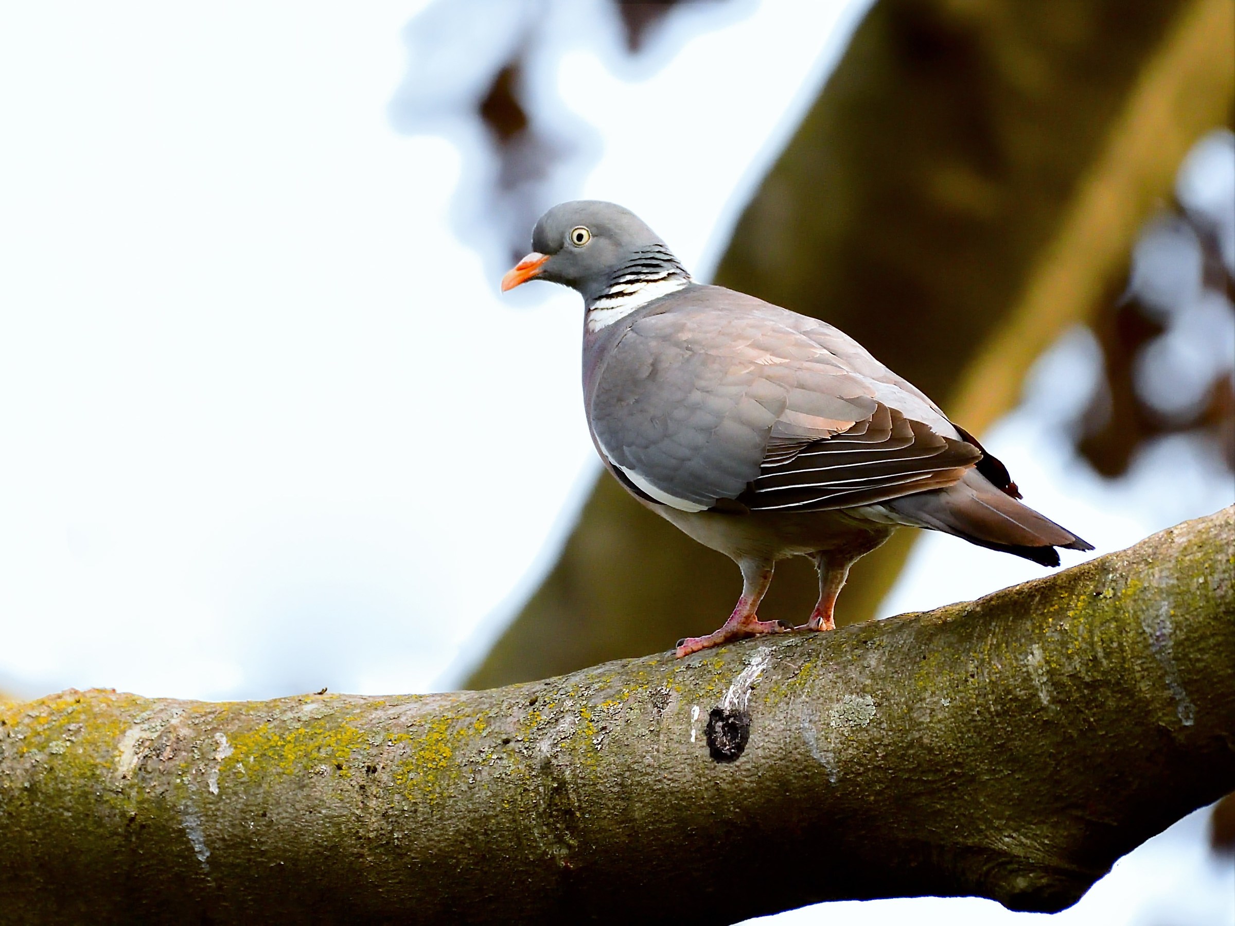 wood pigeon