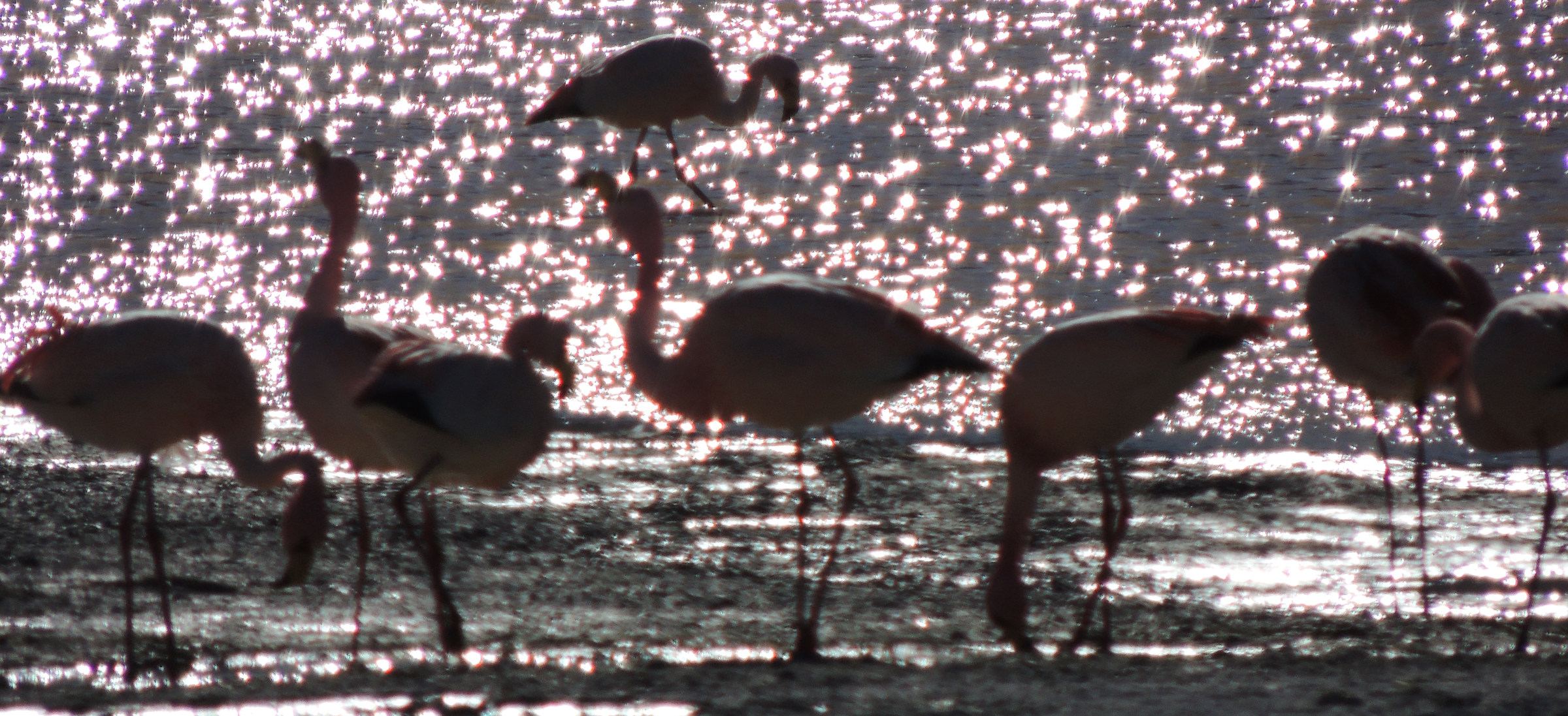Bolivia, plateaus: Flamingo