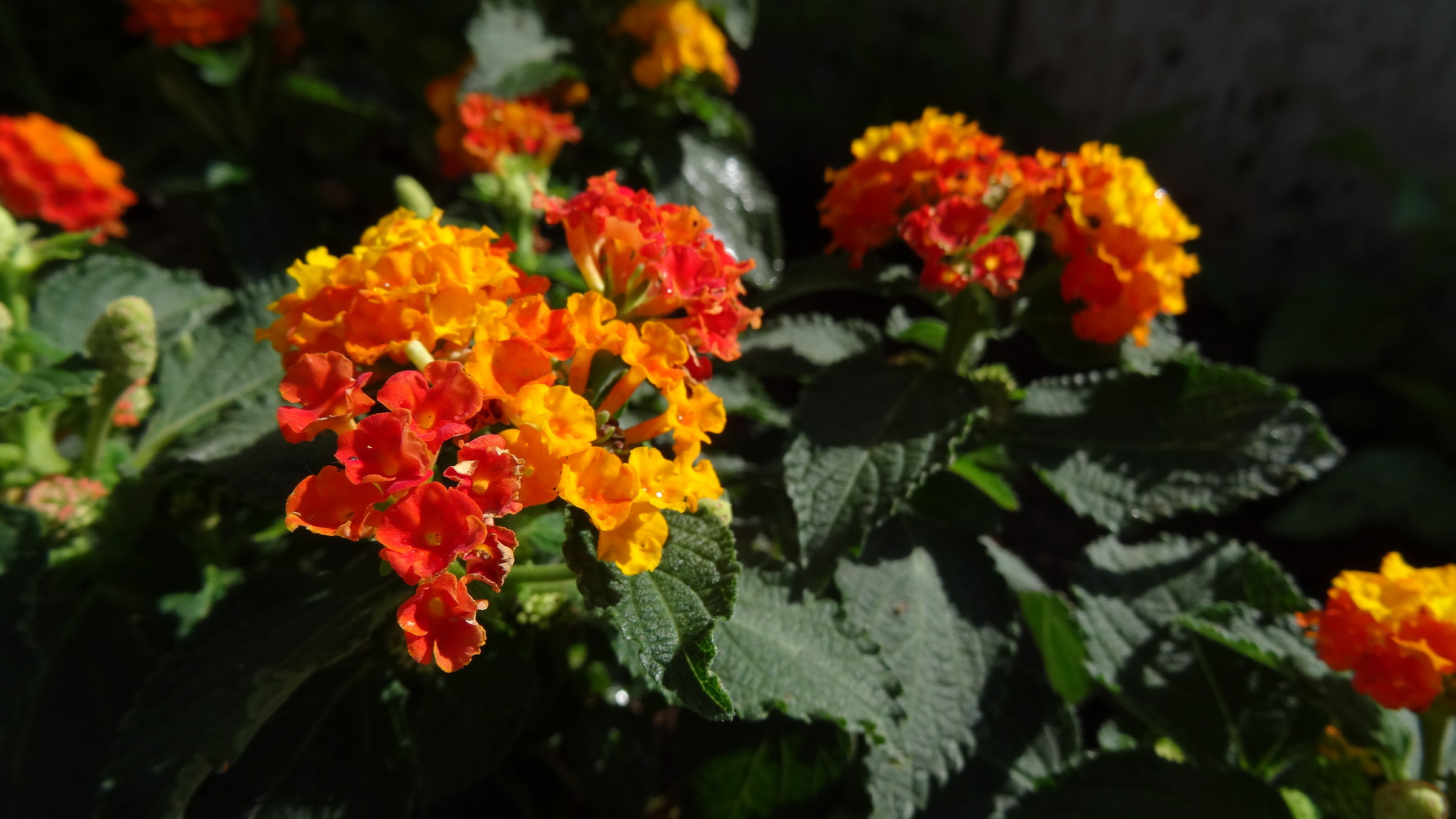 Rilassiamoci with flowers