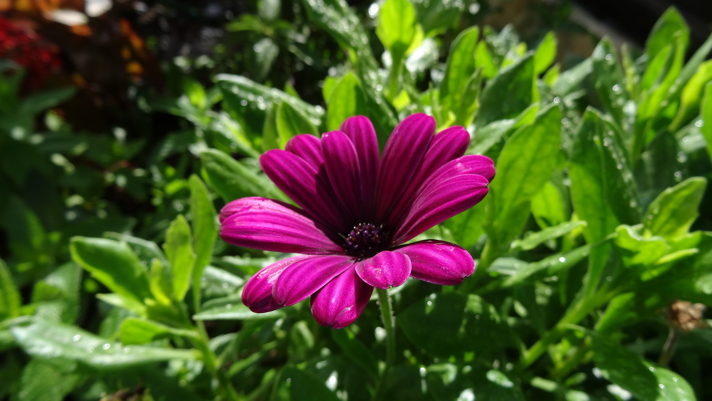 Rilassiamoci with flowers 2