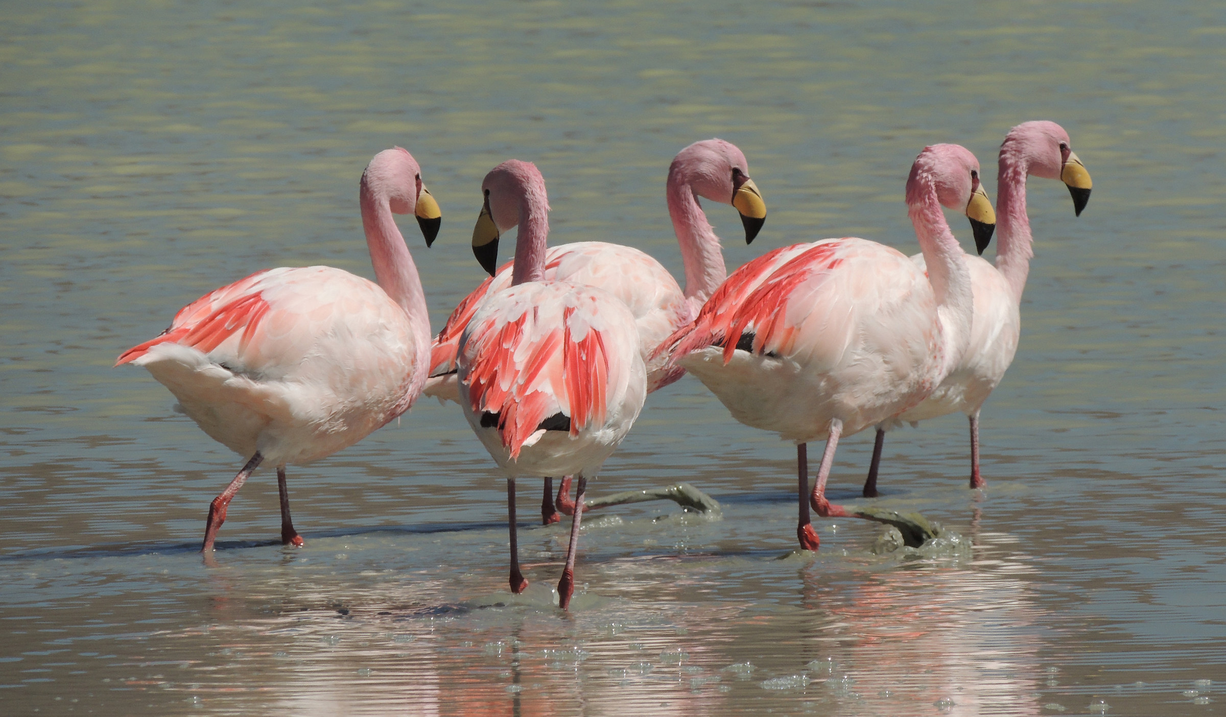 Bolivia, plateaus: flamingos