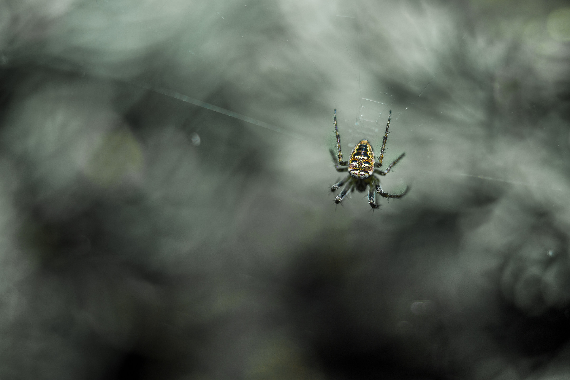 Ragno poco collaborativo