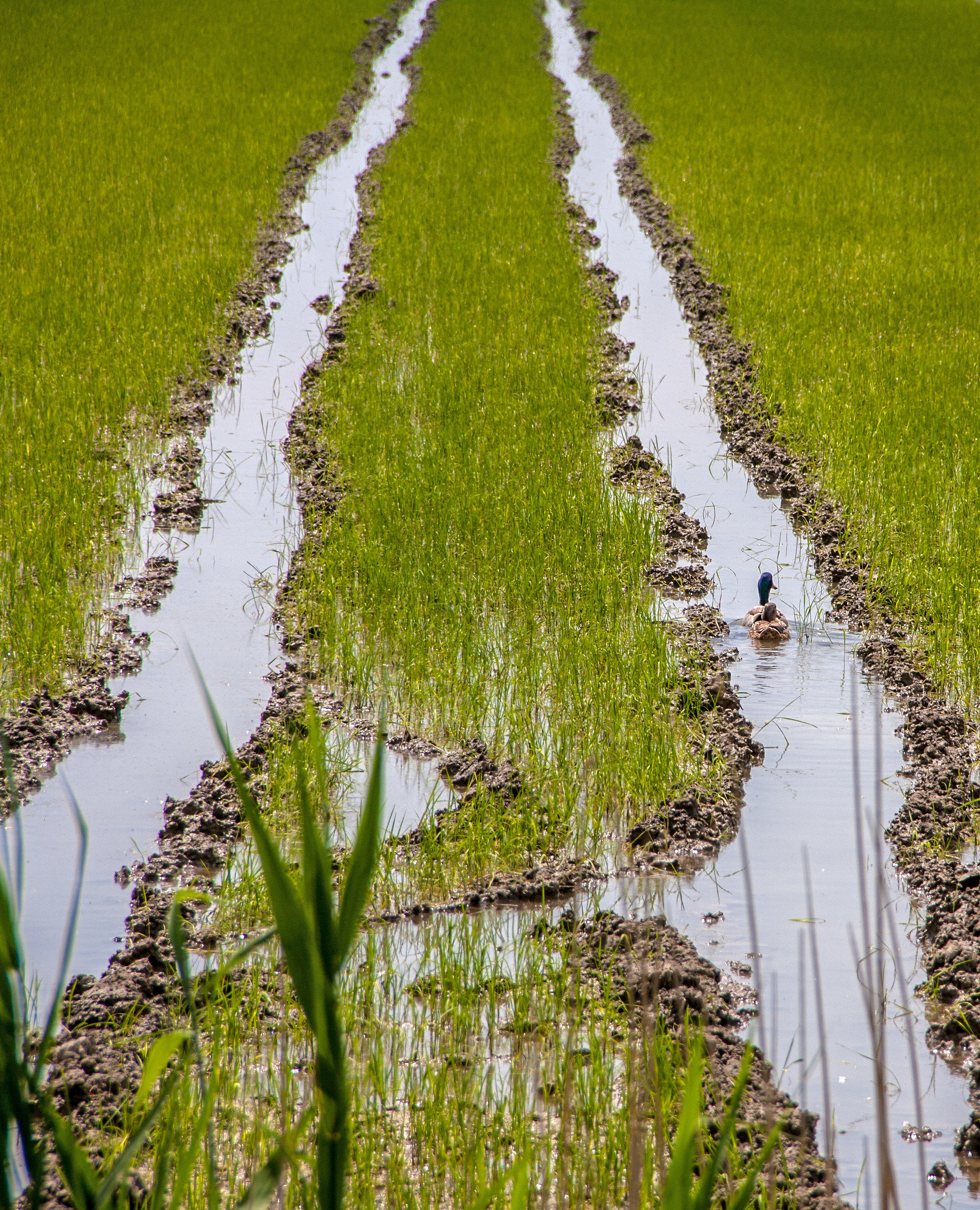 Grand Prix of the Ducks