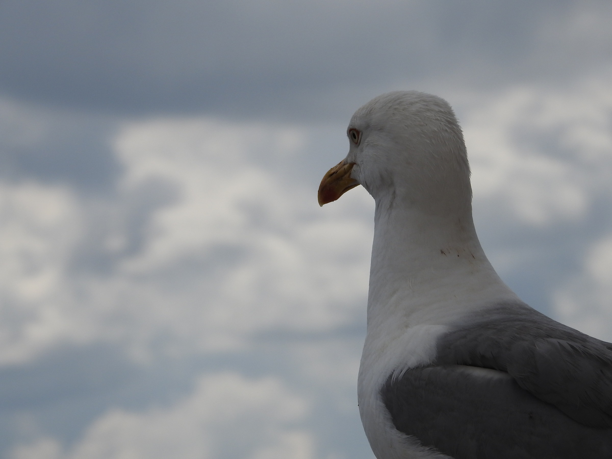 Scanning the horizon in search of food ...