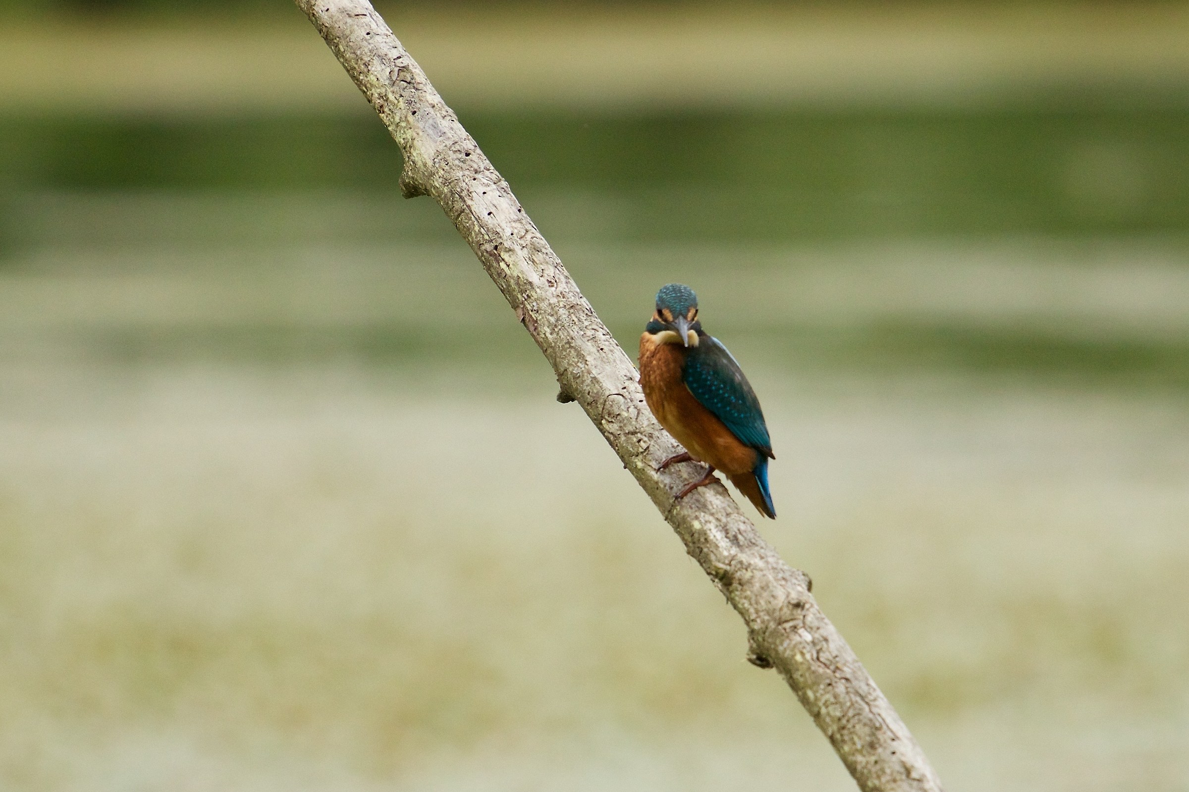 Kingfisher