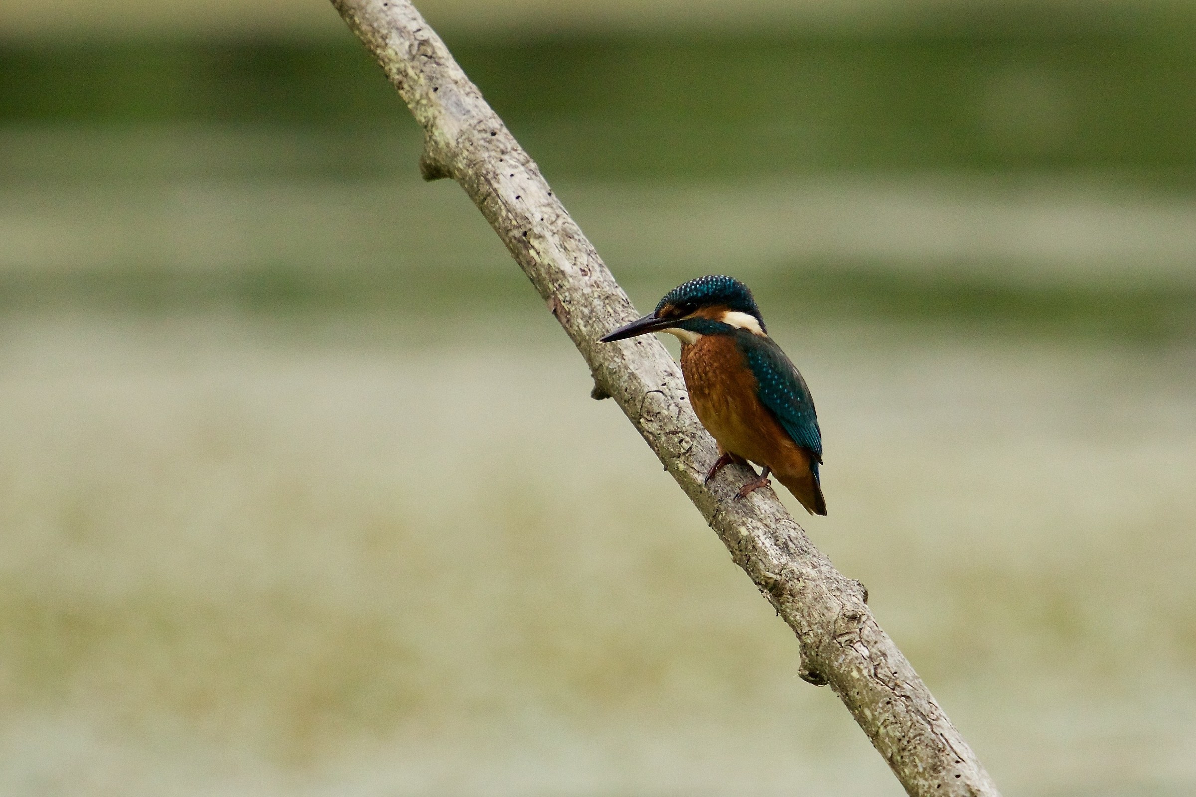 Kingfisher