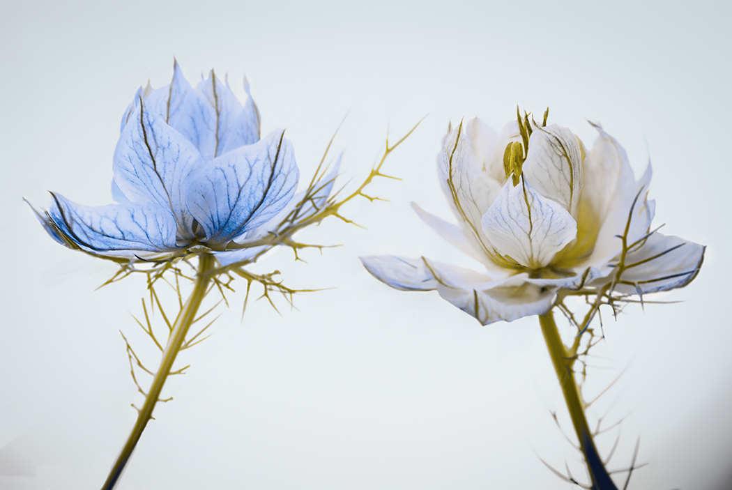 A couple that is completed