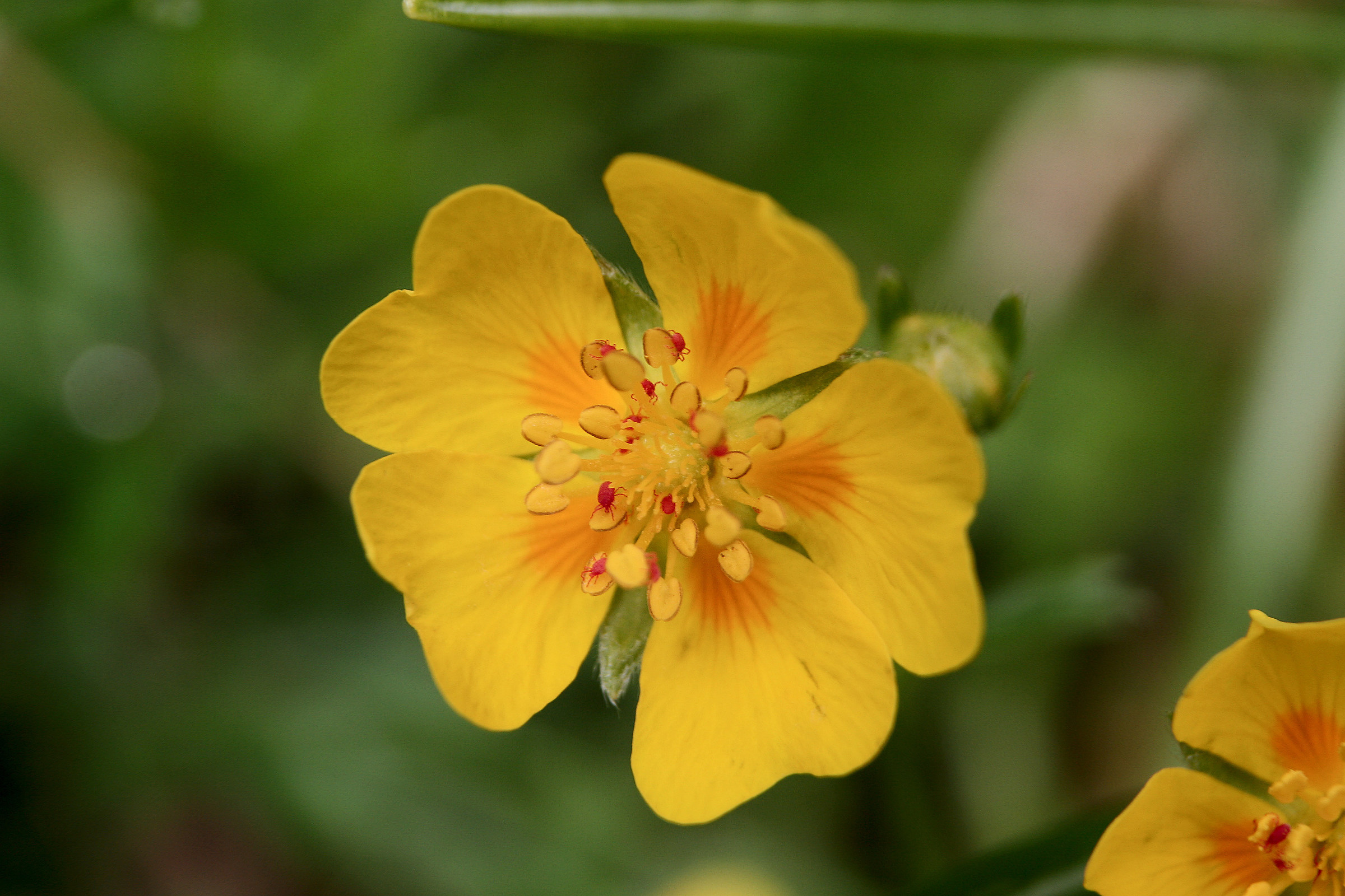 Flower adorned with colored mites (not seen at the time