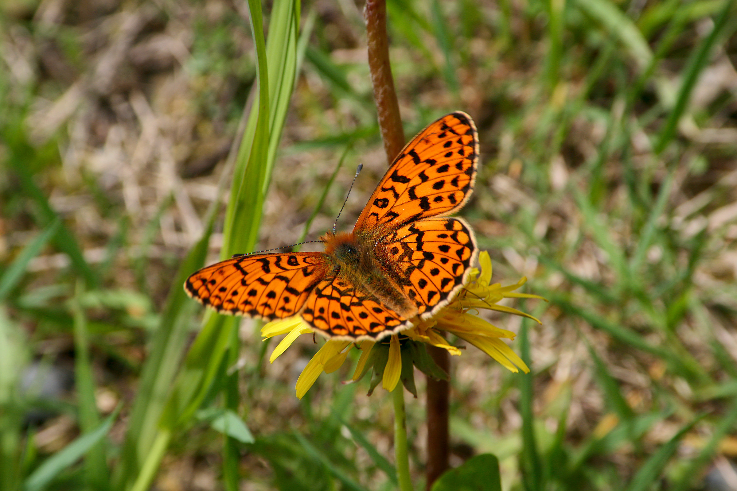 orange-black butterfly