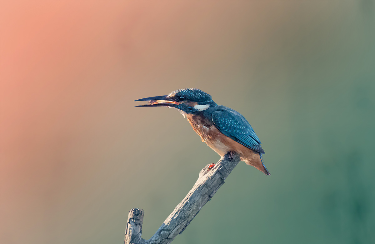 Il Martino al tramonto