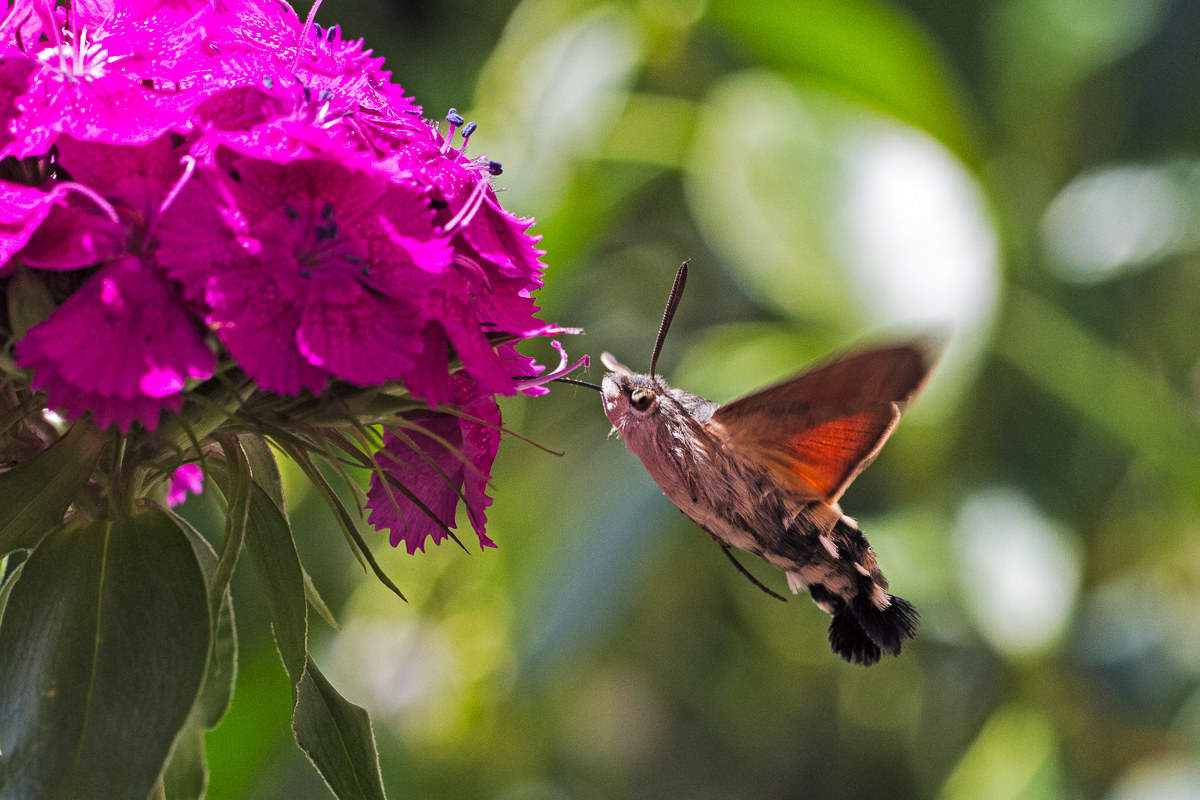 Macroglossum stellatarum - Sfinge del Galio