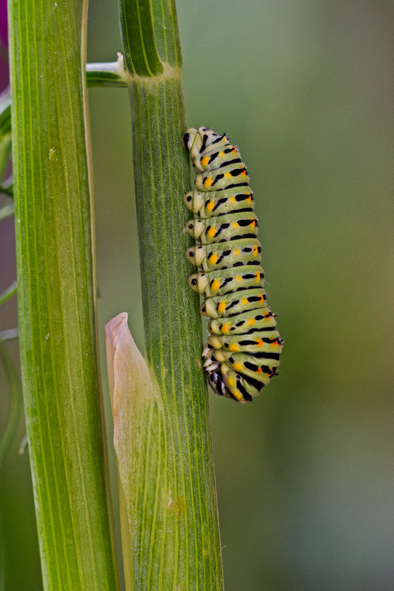 Bruco di Macaone - Papilio machaon
