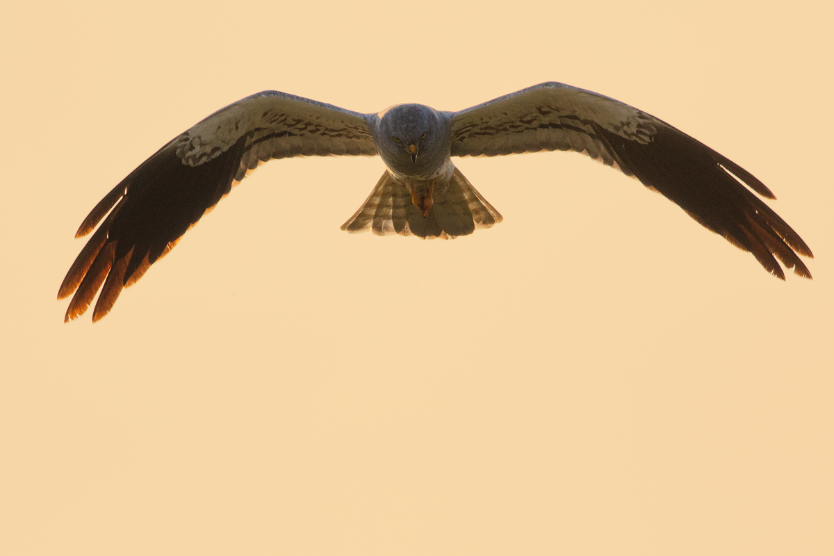 Albanella Minore al Tramonto