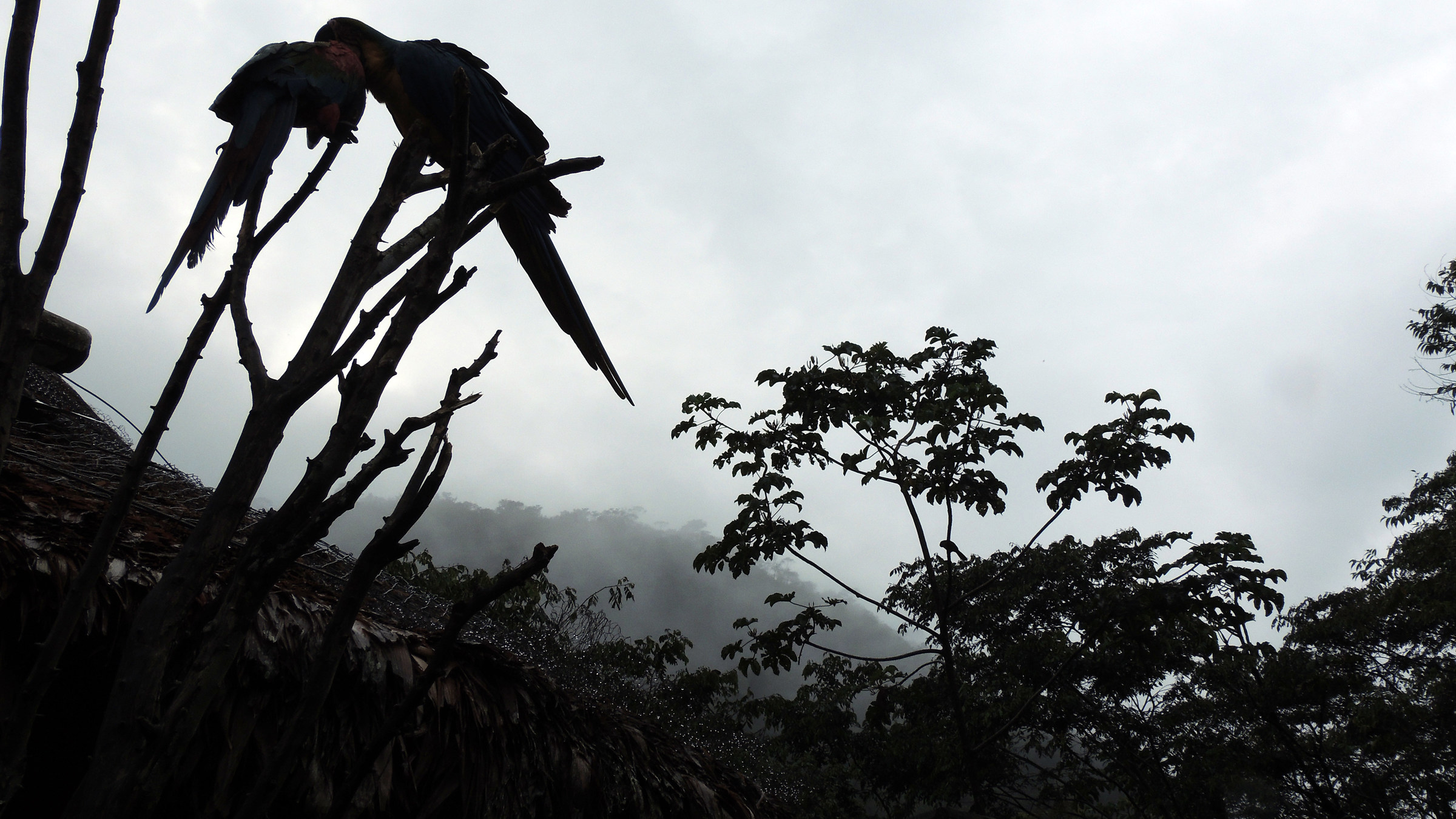 Bolivia, Coroico: Tropical profiles