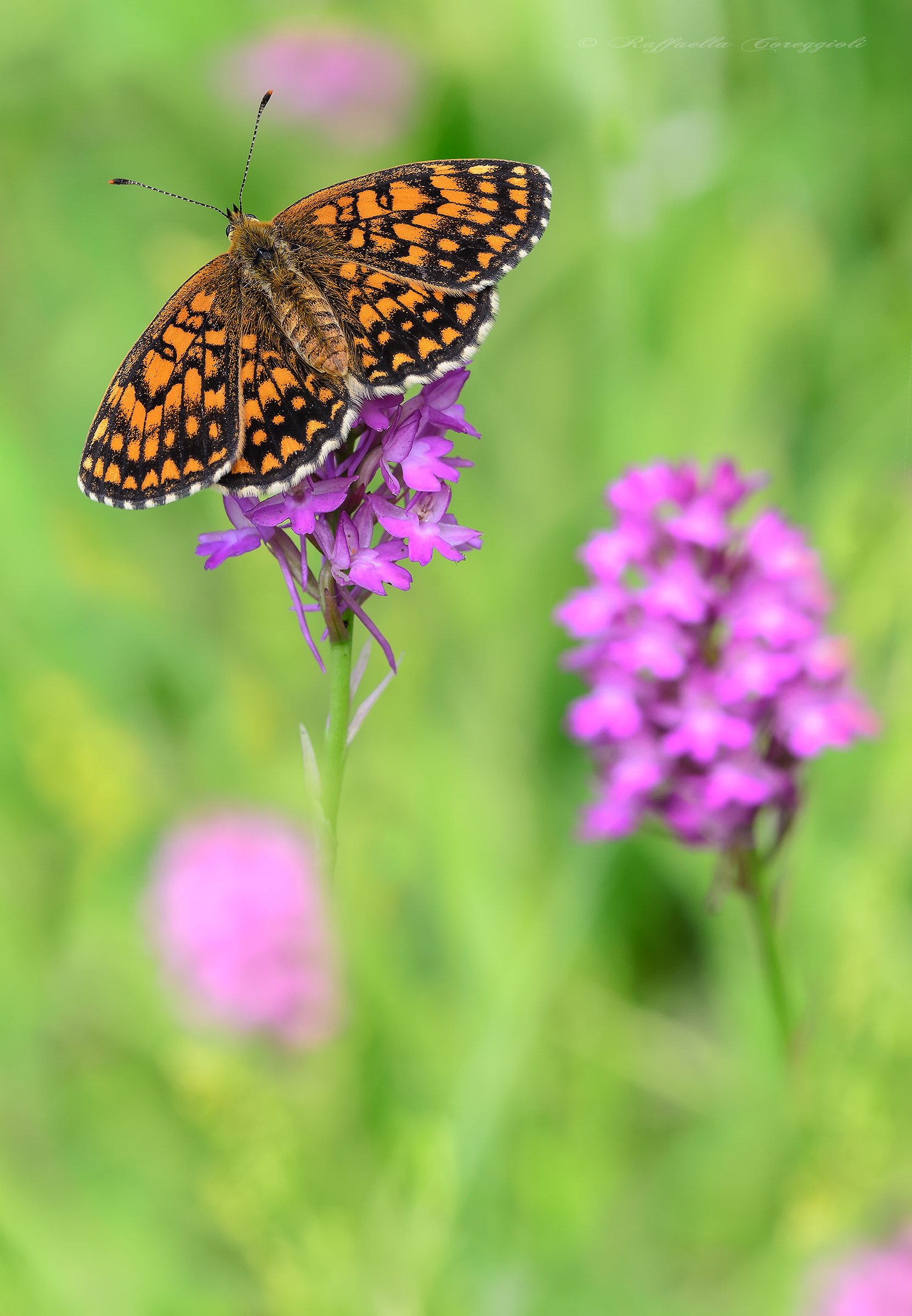 Melitaea athalia of Anacamptis pyramidalis