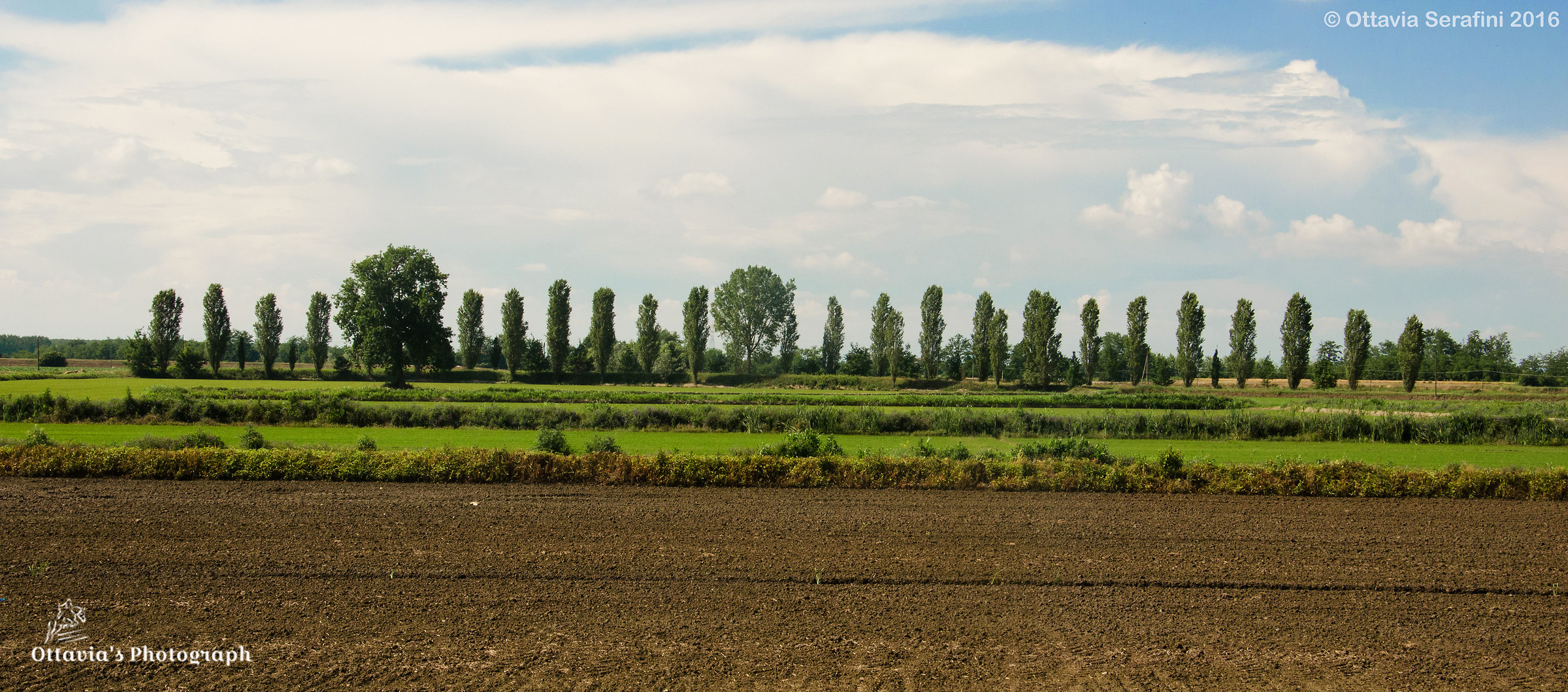 Tuscan landscape? No, Lomellina !!
