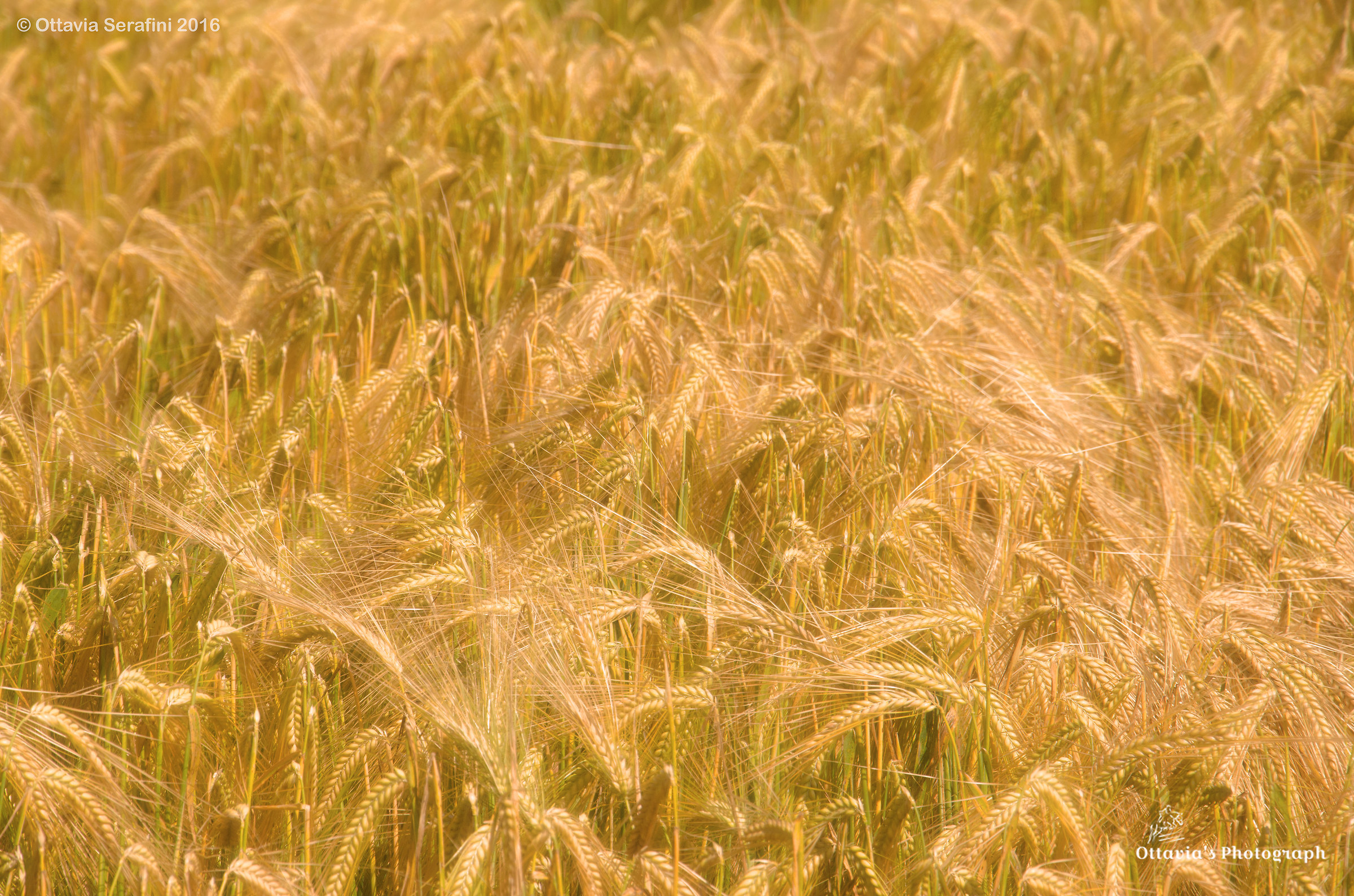 "Sleep buried in a cornfield ..."