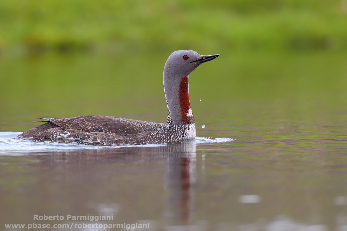 Strolaga minore (Abito estivo)