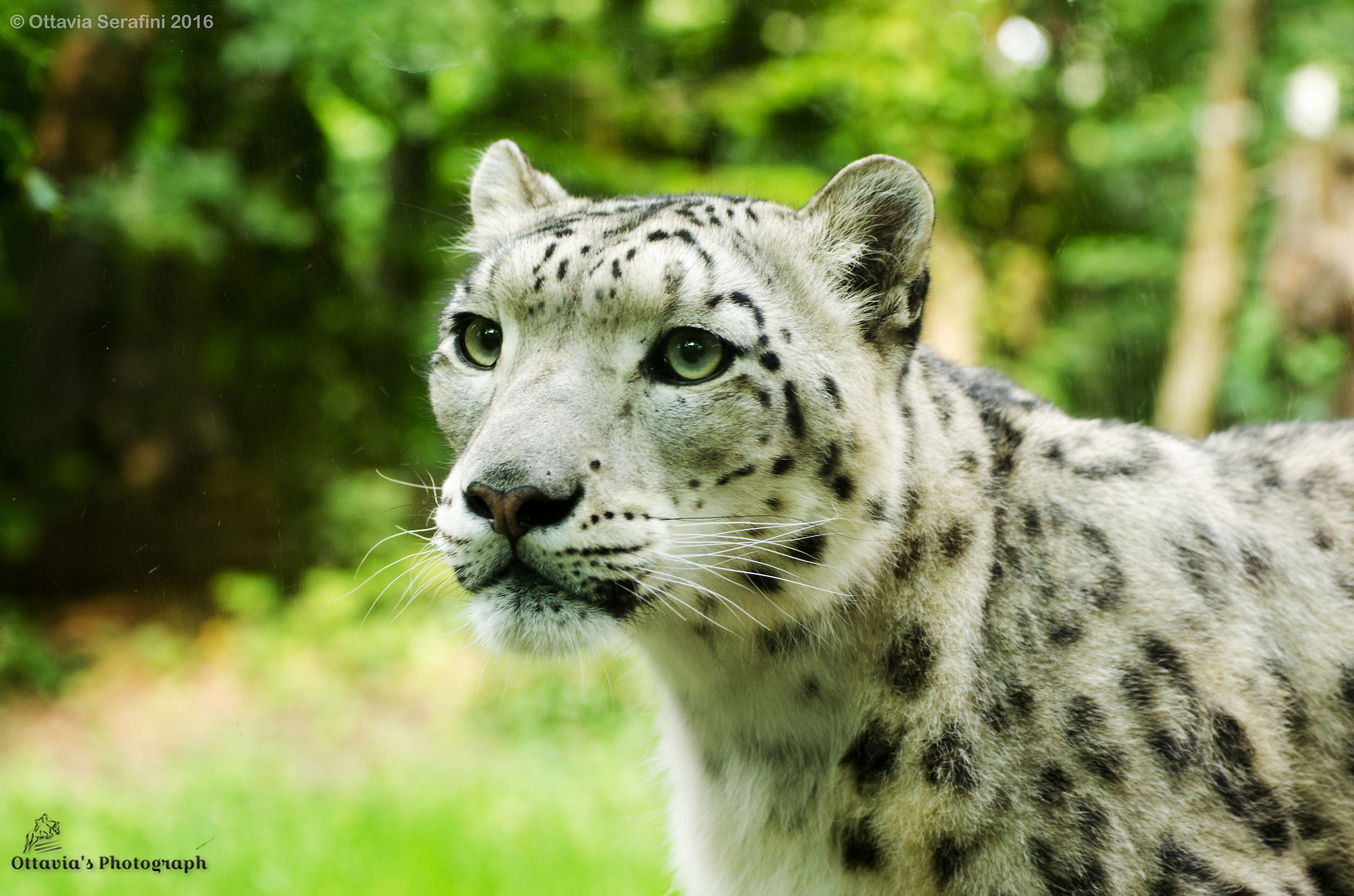 Snow Leopard