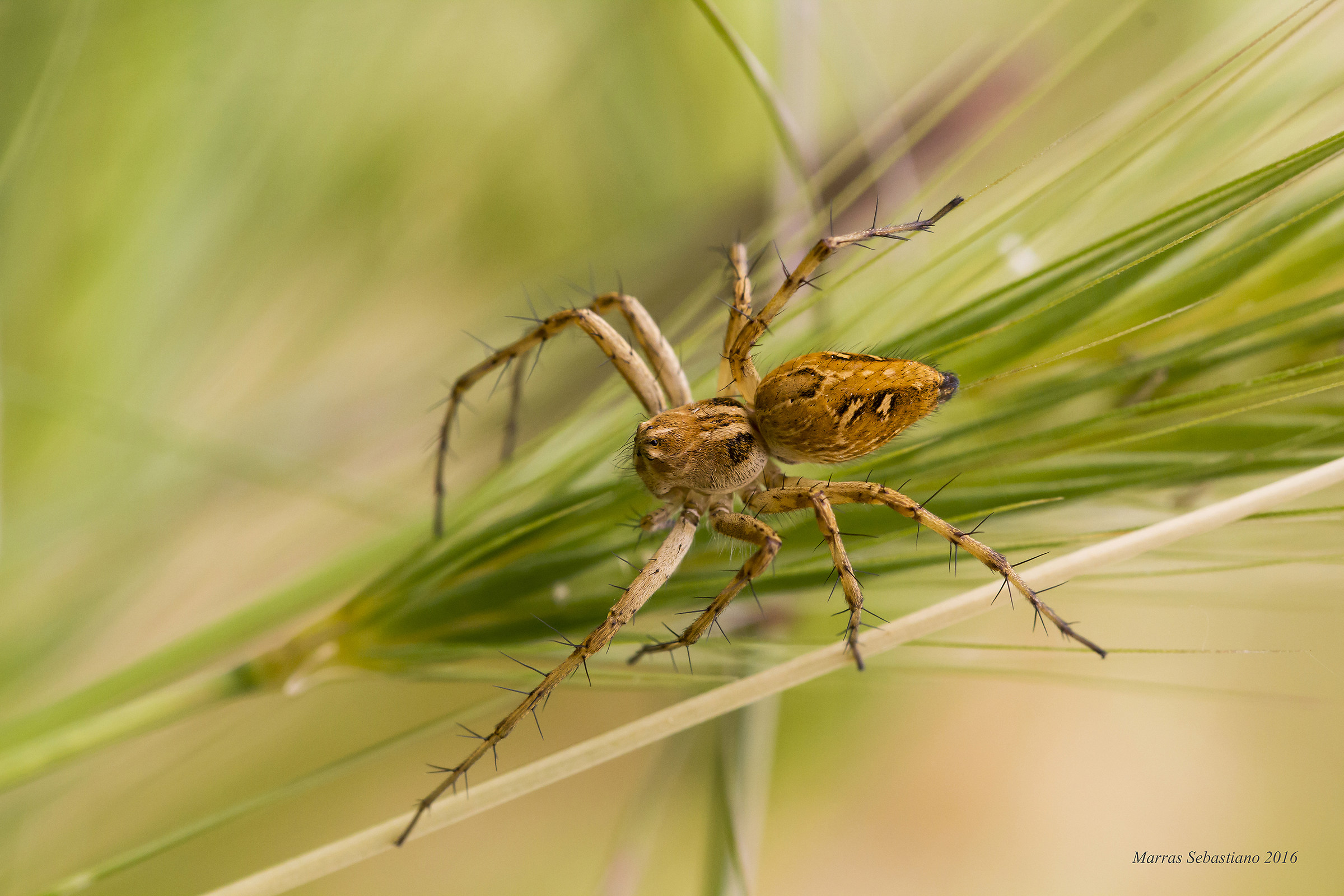 Oxiopes heterophthalmus