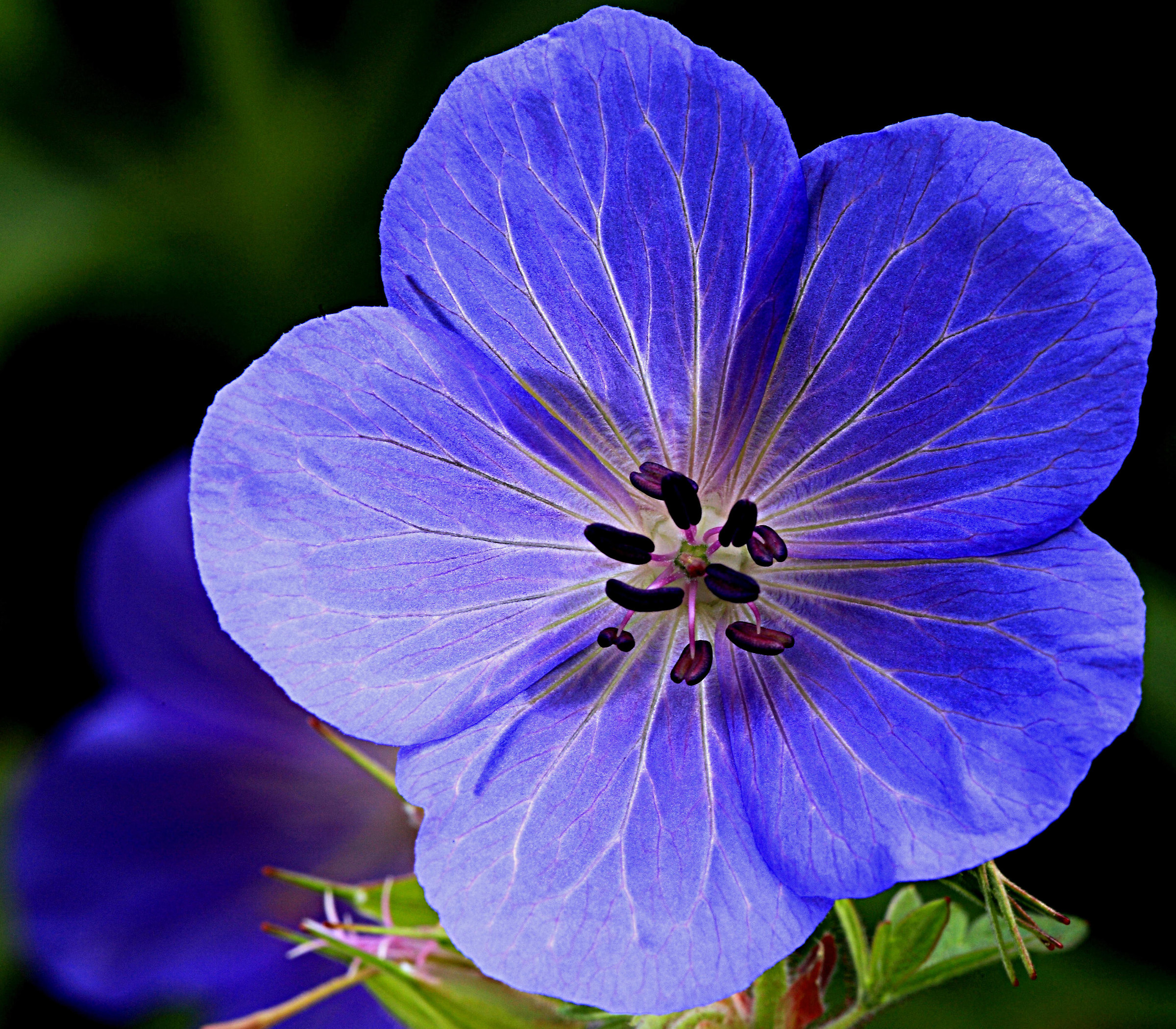 Geranium pratense