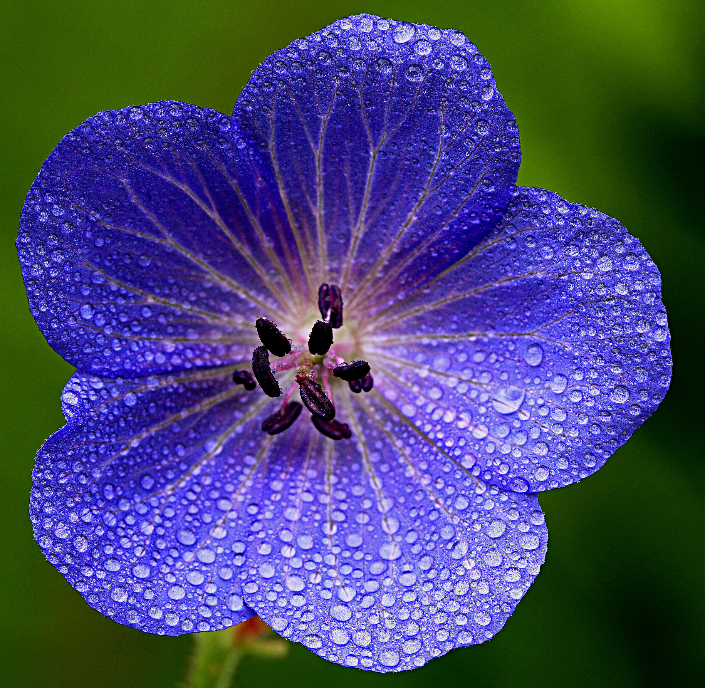 Geranium pratense 2