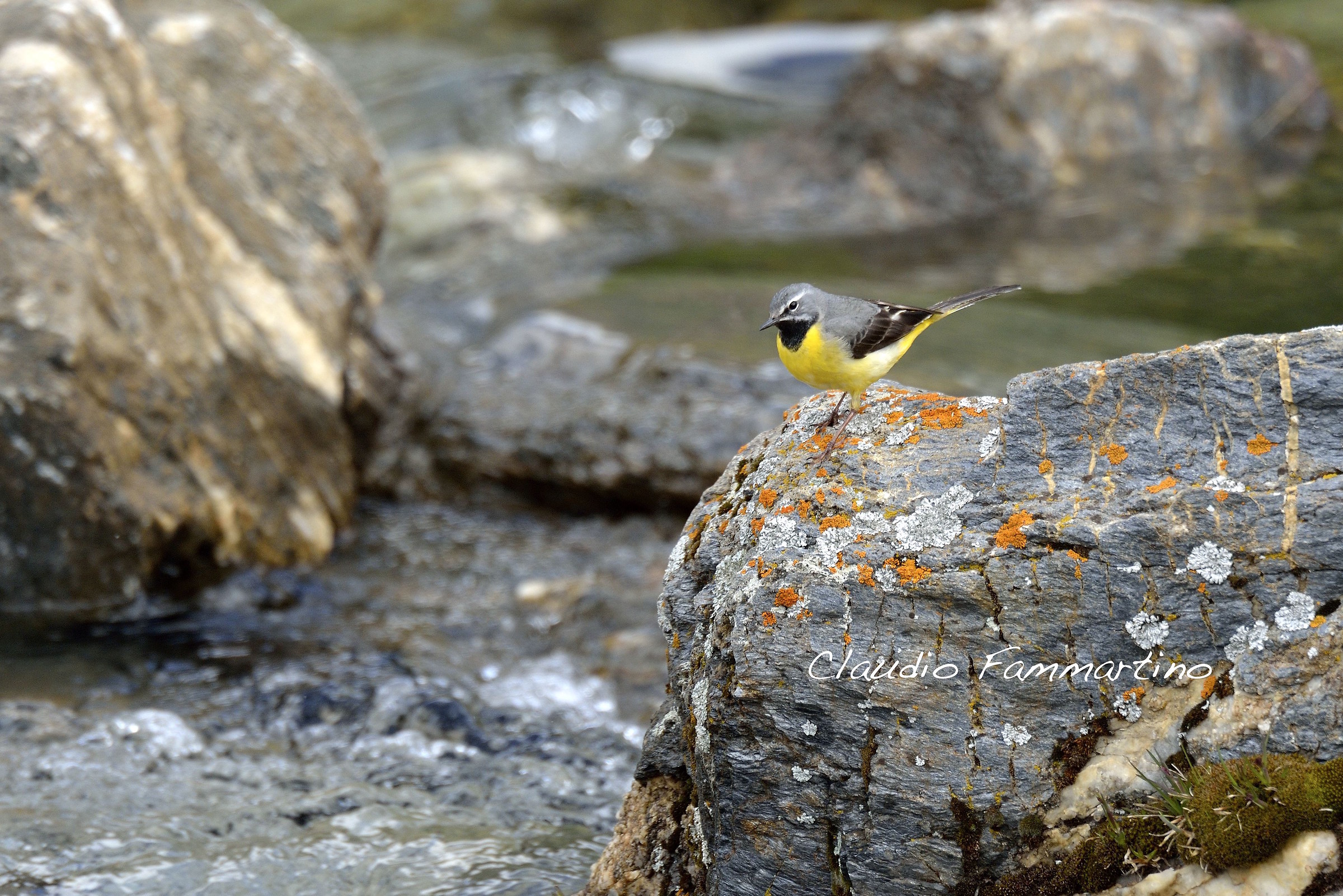 yellow wagtail
