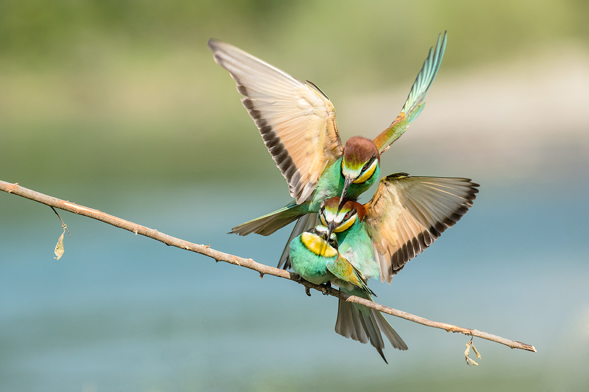 The triangle nohoooo