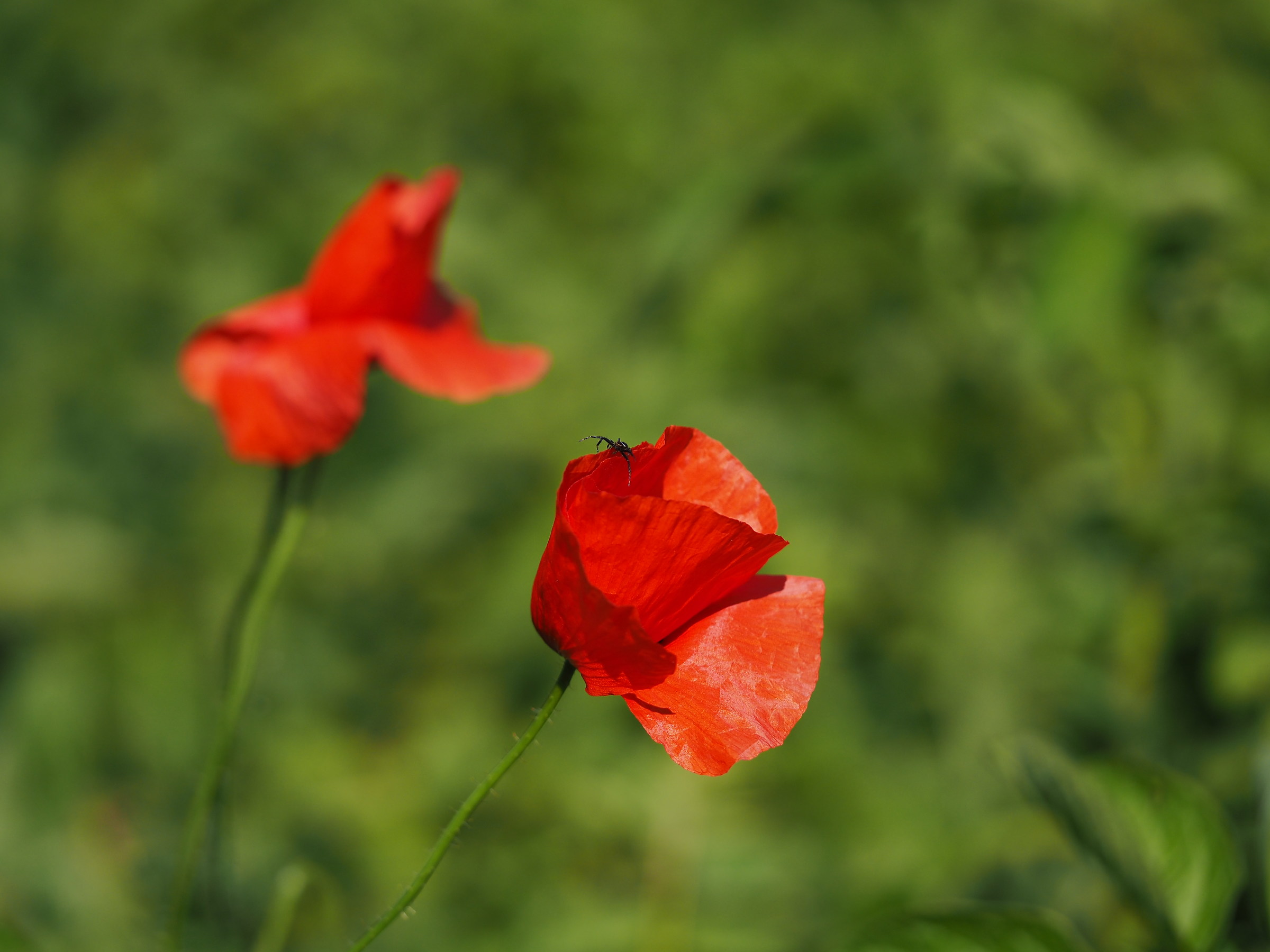 poppies and spider mite