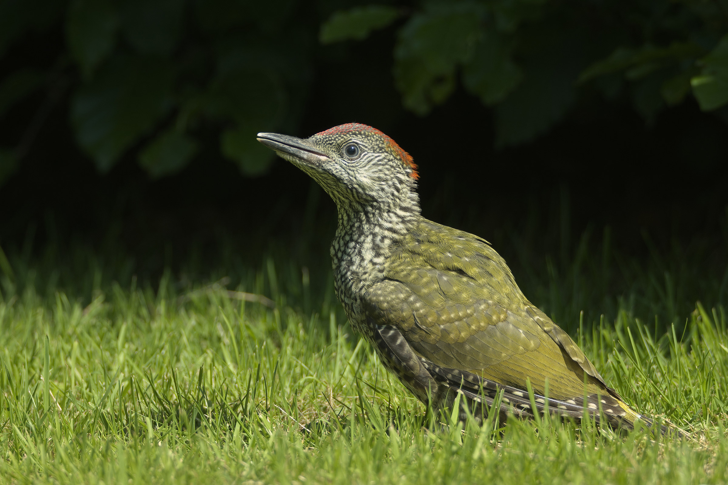 Juvenile Green Woodpecker
