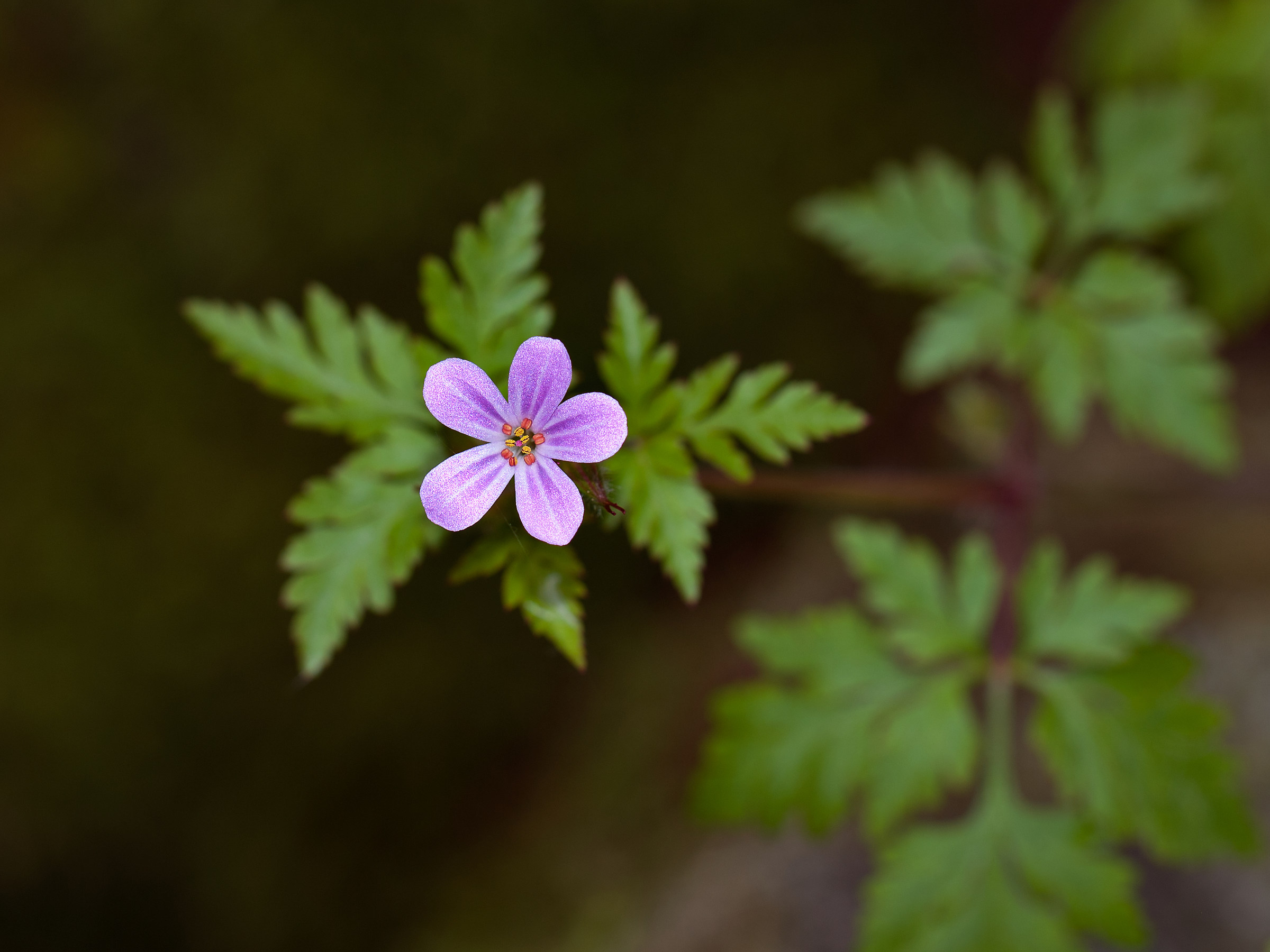 Geranium robertianum