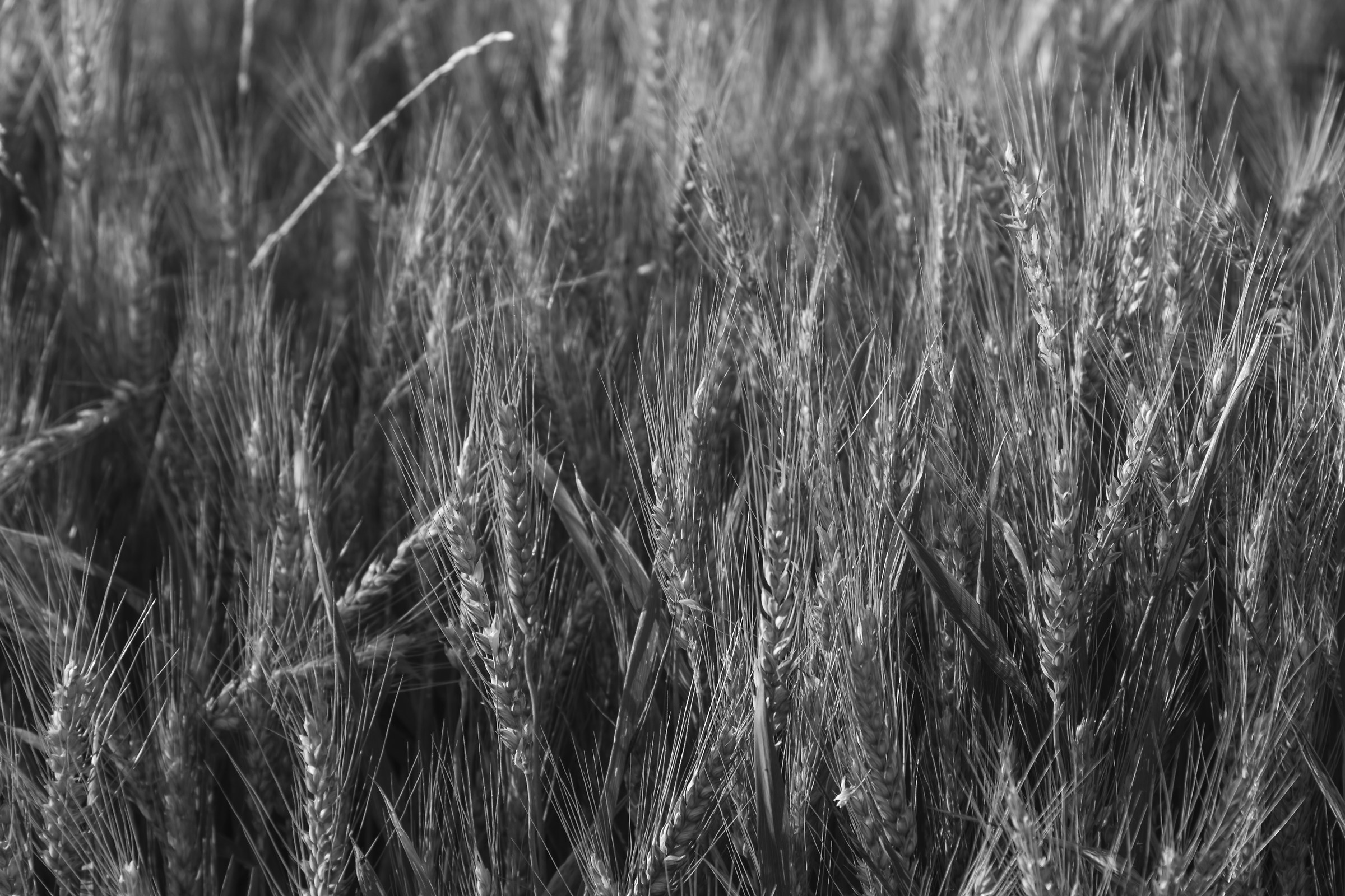 The fruit of the earth