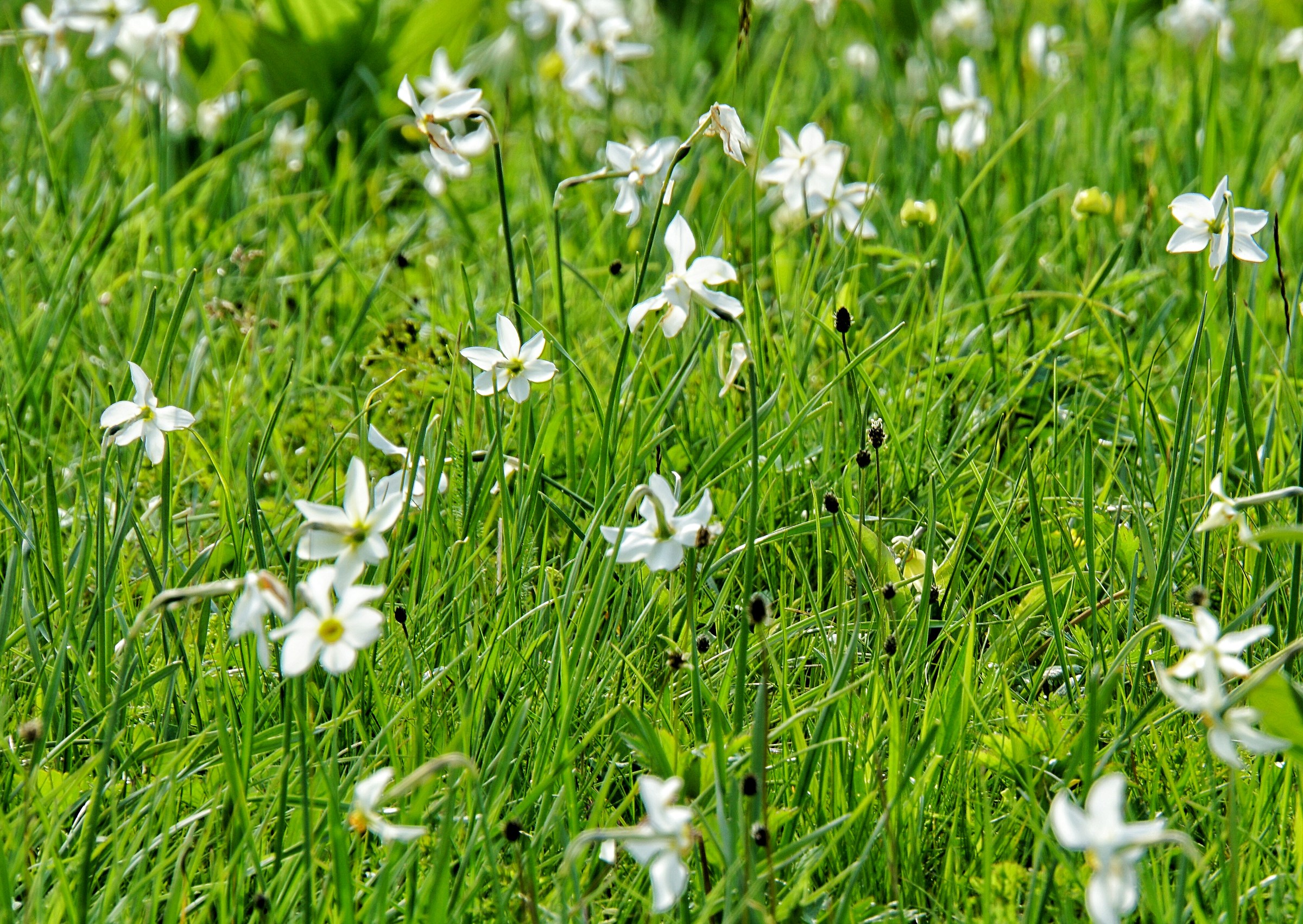 8 Particolare della fioritura