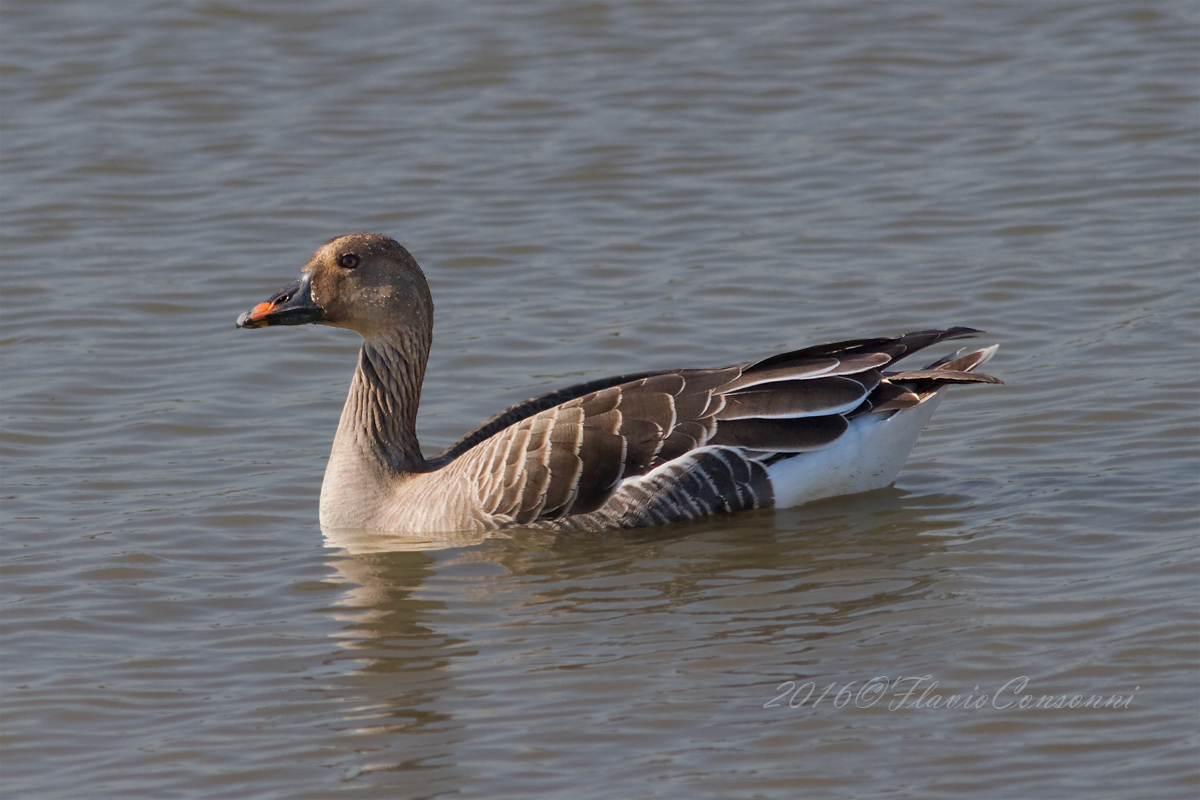 Oca granaiola della tundra ( ssp. rossicus )