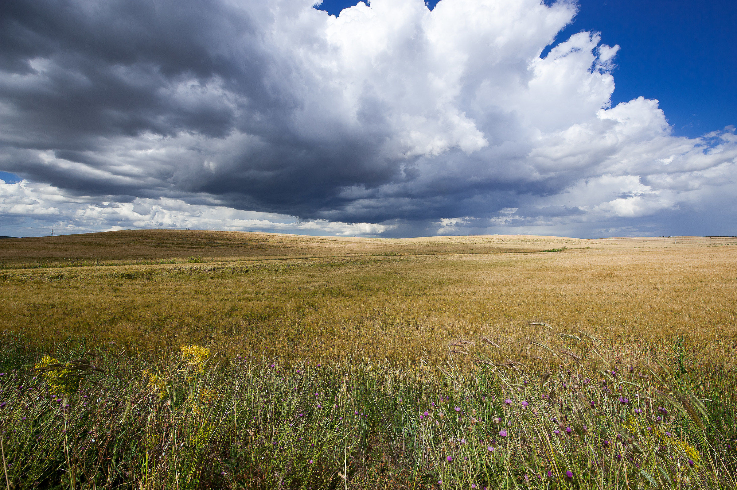 Puglia: Grano sull'altopiano della Murgia