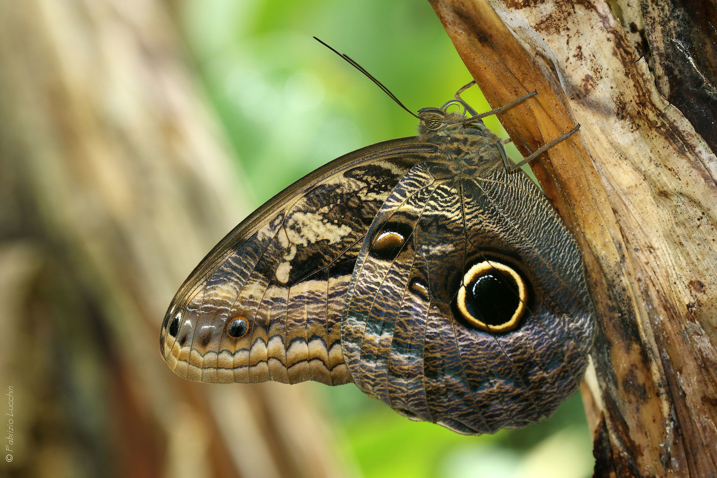 Caligo memnon
