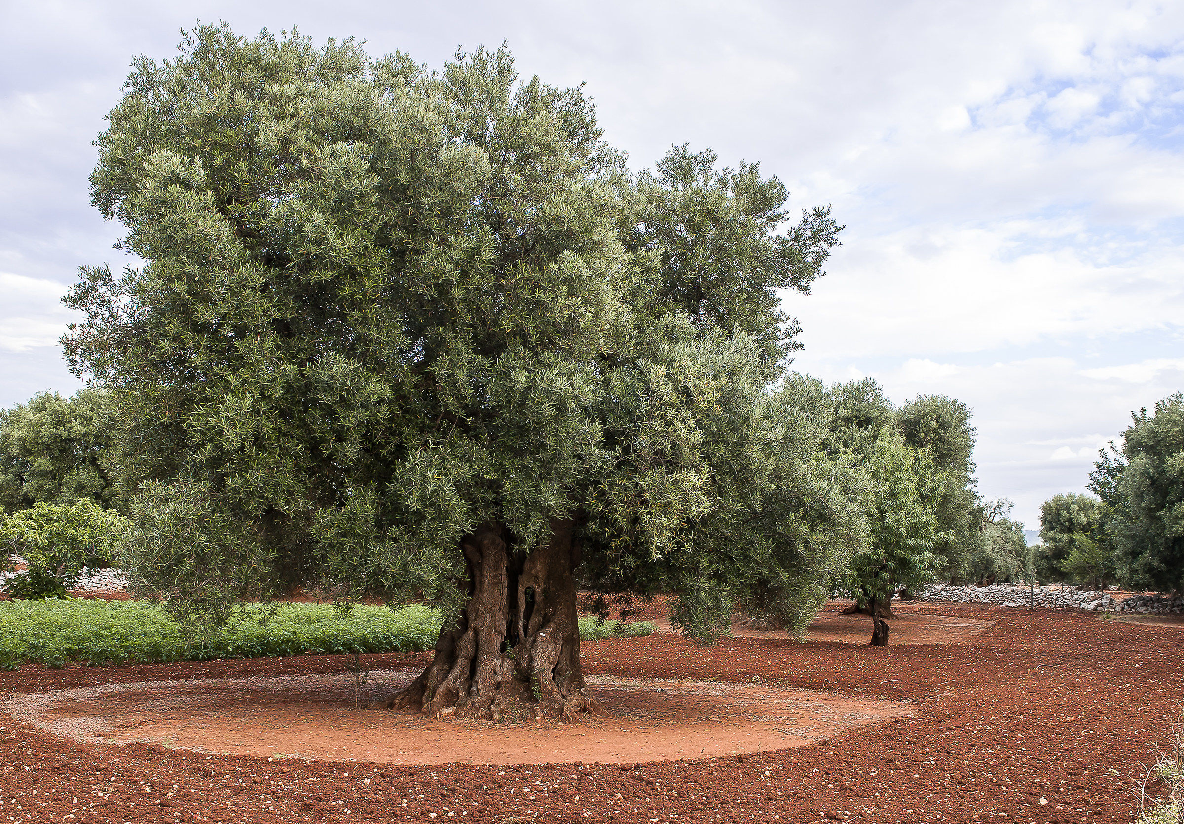 Puglia: Ulivo secolare