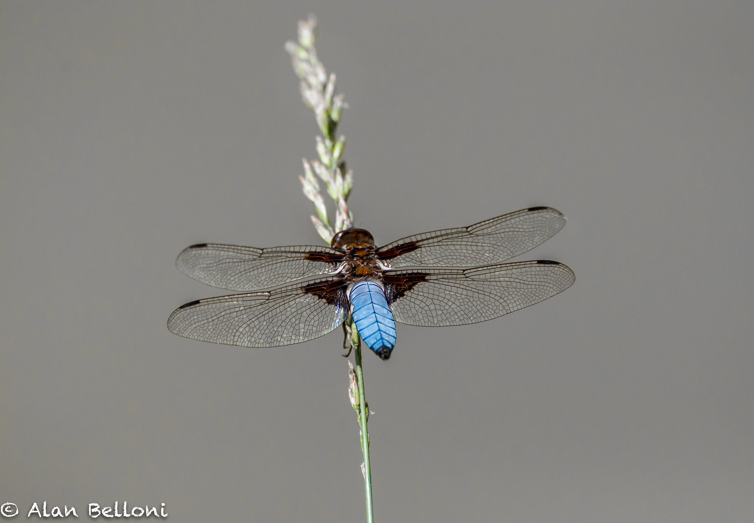dragonfly