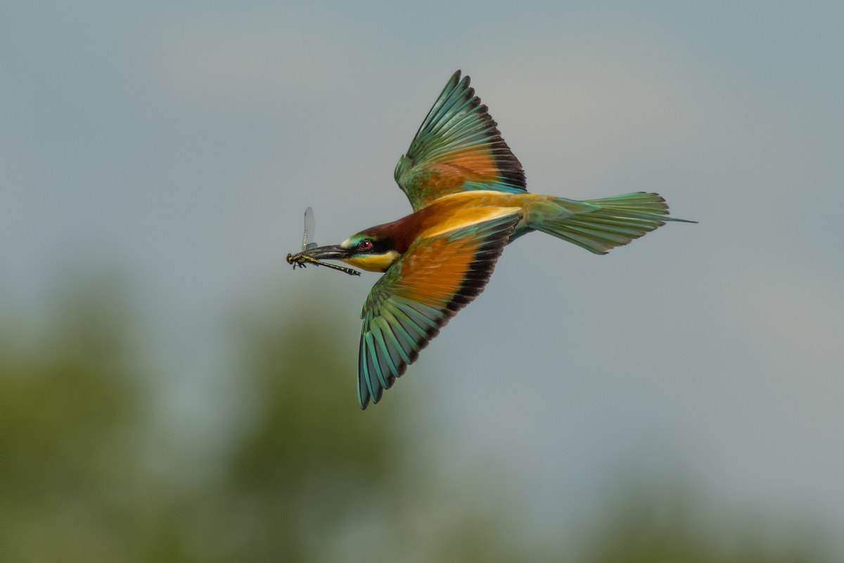 Gruccio con Libellula