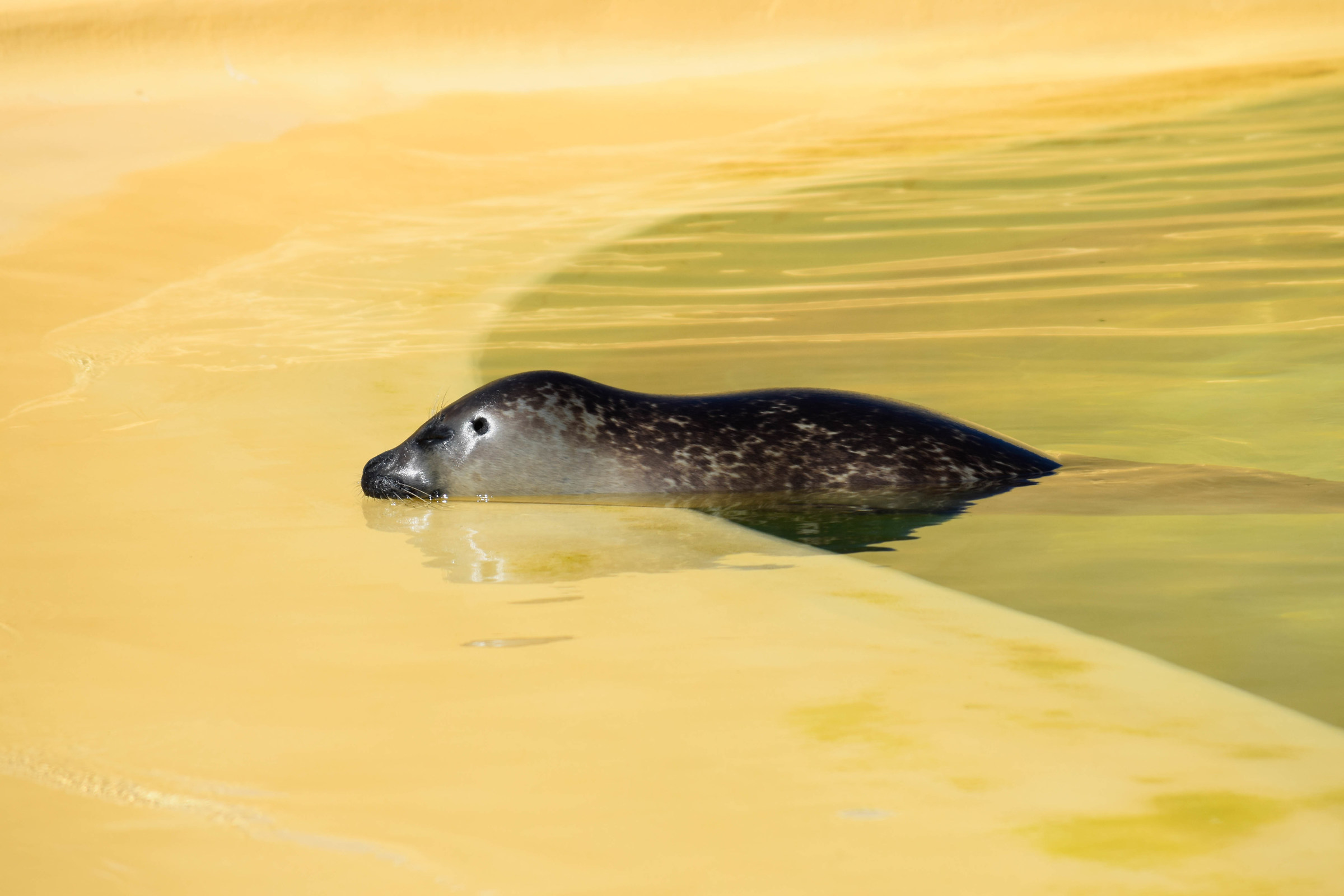 Isola di Texel, Ecomare