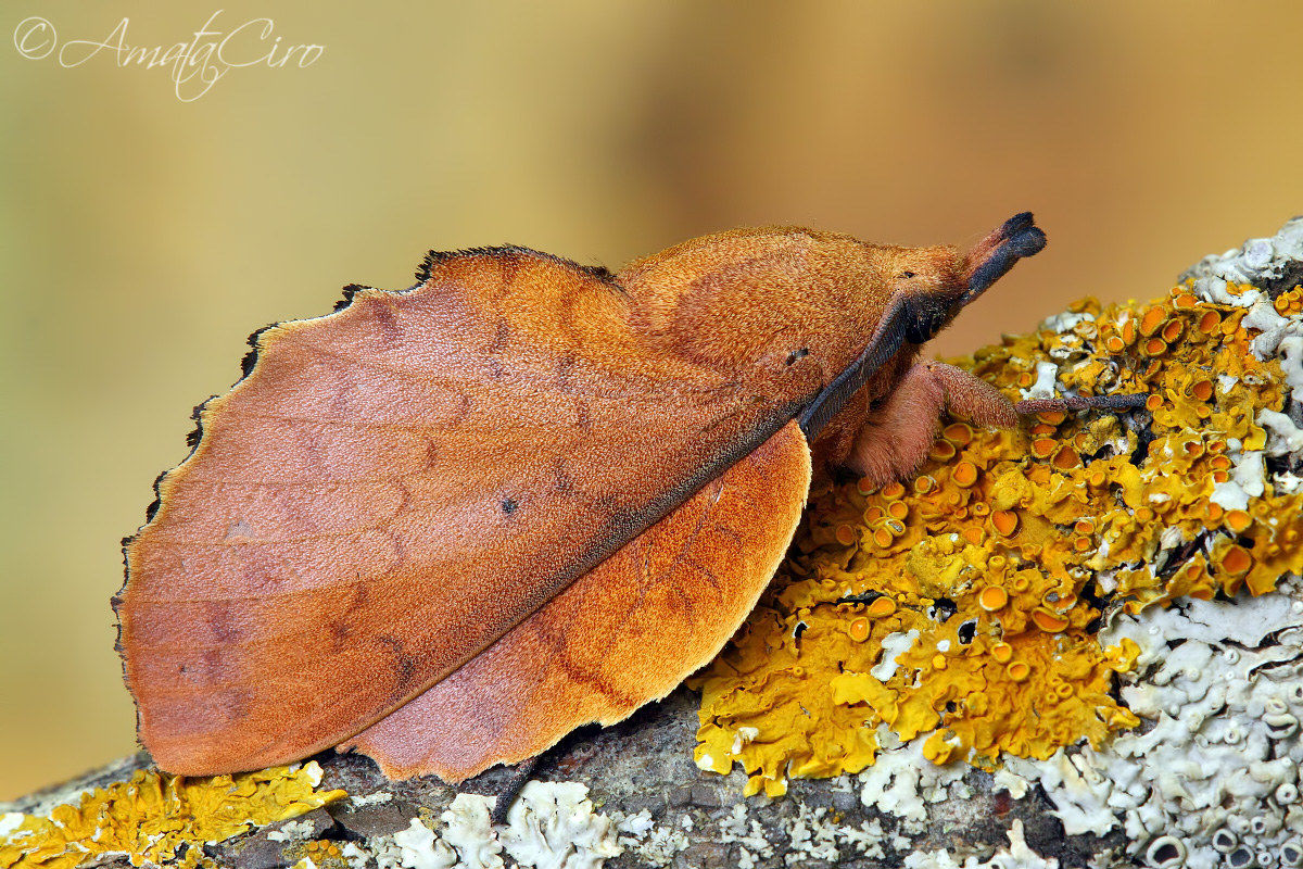 Il massimo del mimetismo