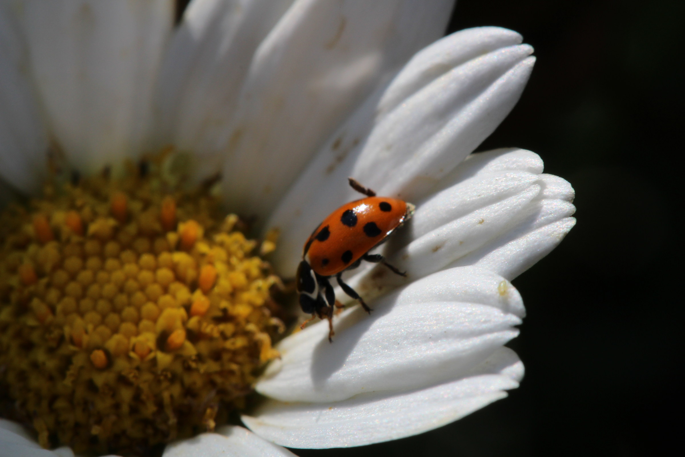 margherita con coccinella