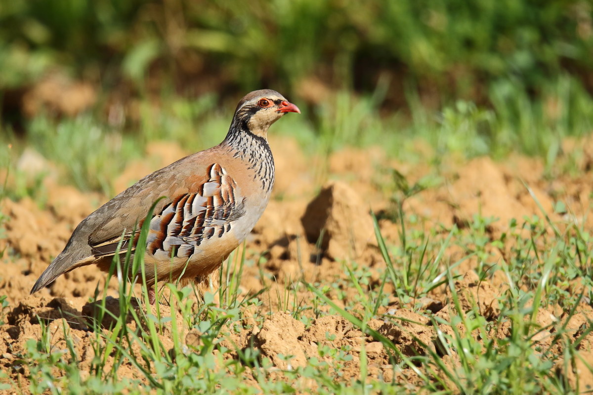 red partridge